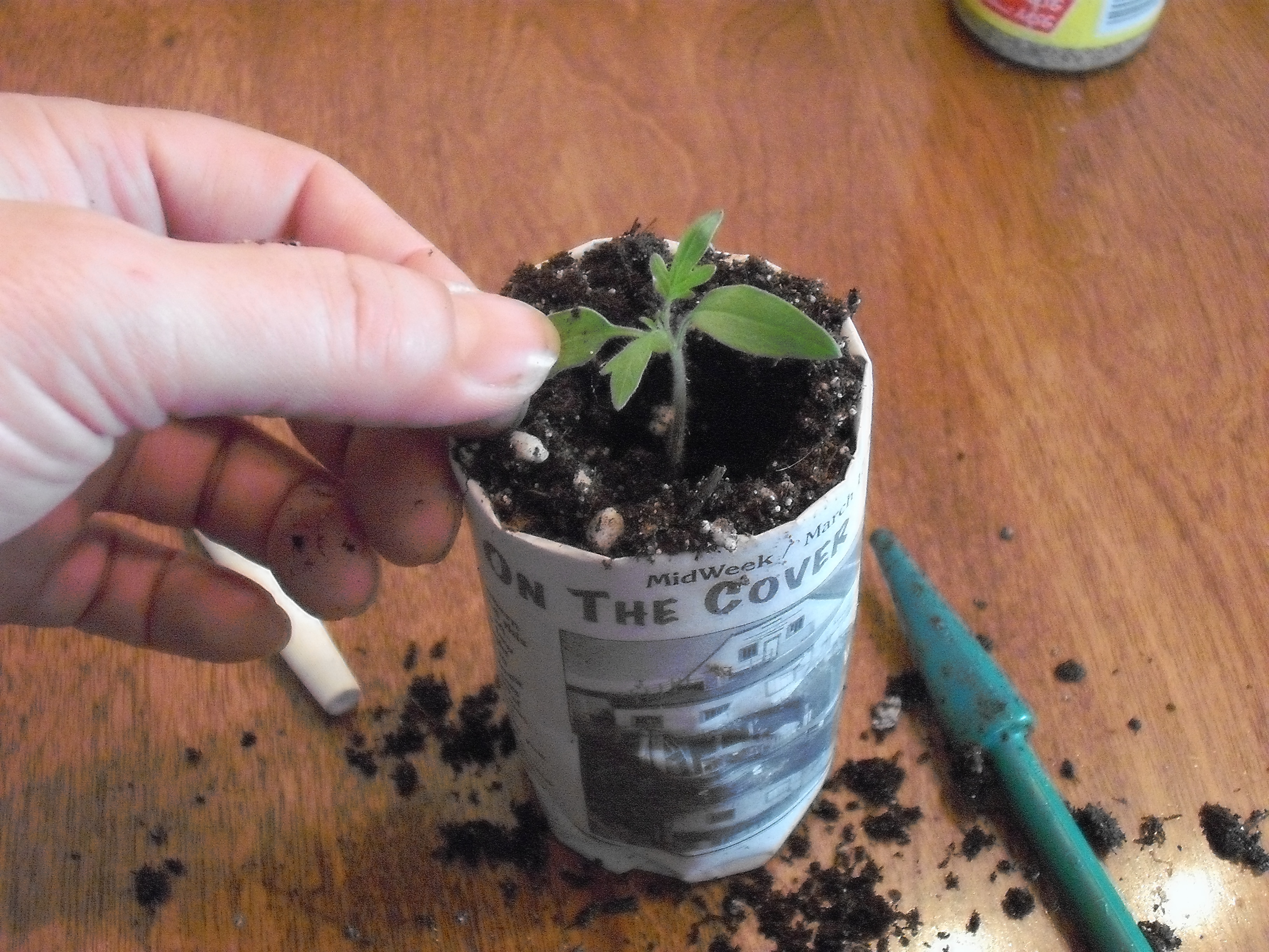 Making Paper Plant Pots 8 Steps Instructables