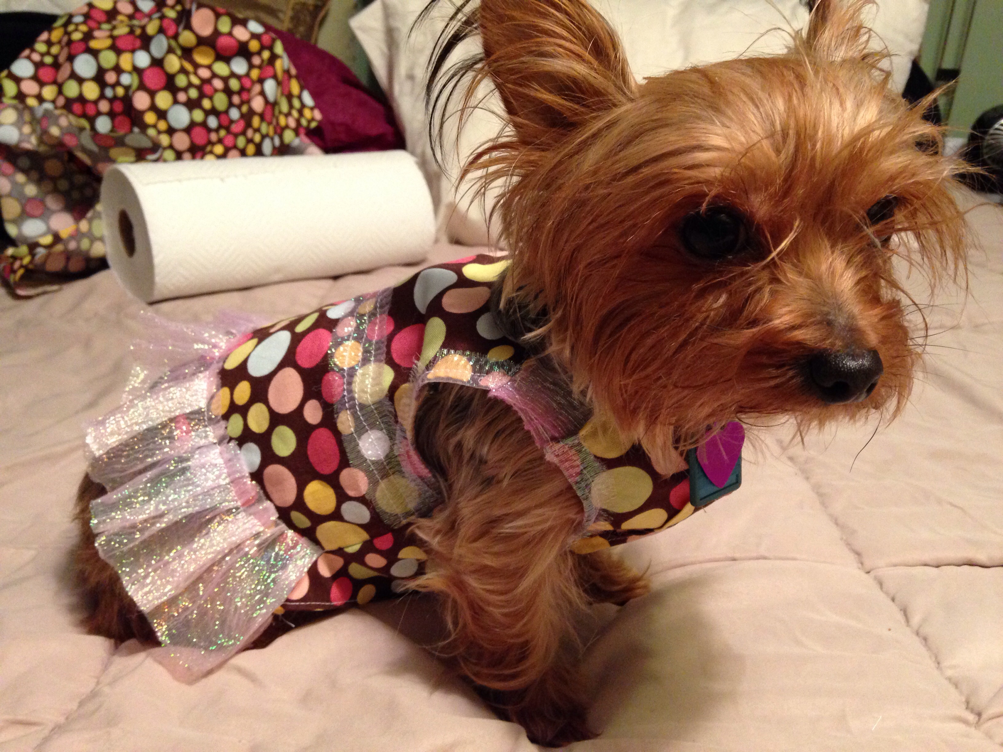 Homemade Dog Dress / Shirt for Beginners 13 Steps Instructables