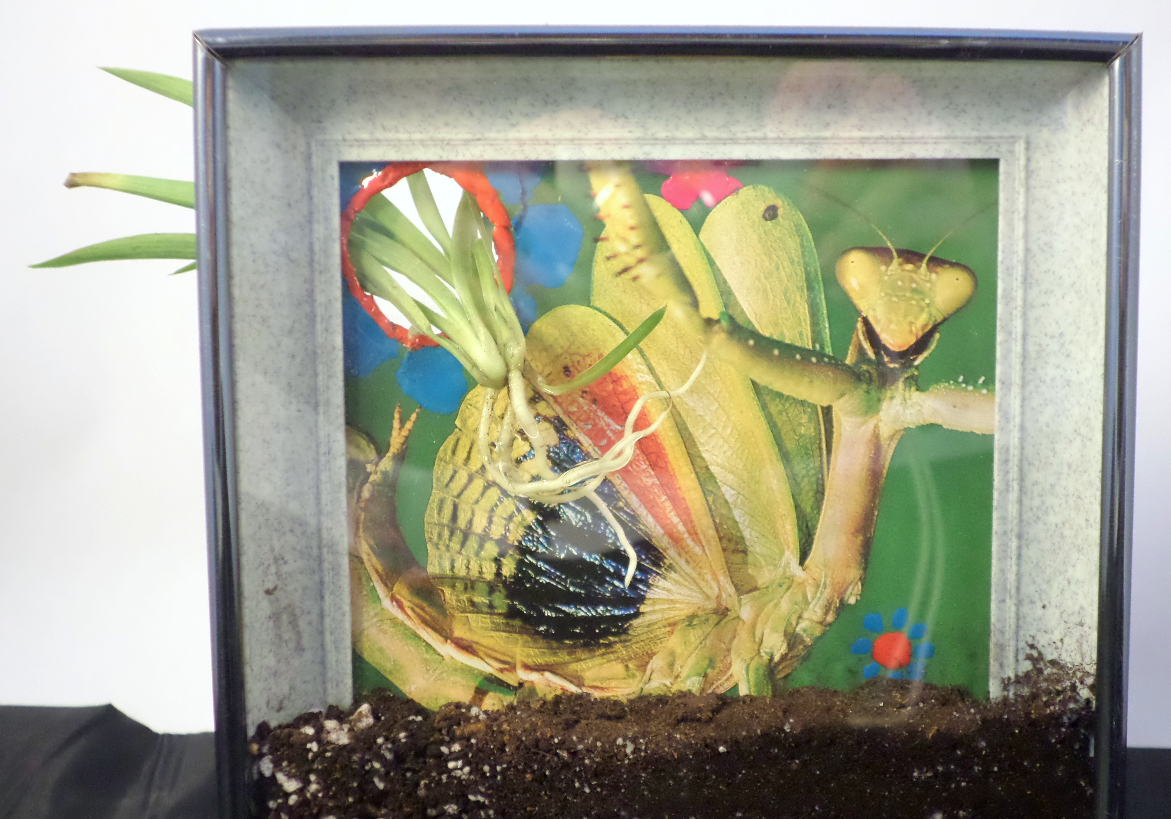 Picture Frame Terrarium 13 Steps (with Pictures) Instructables