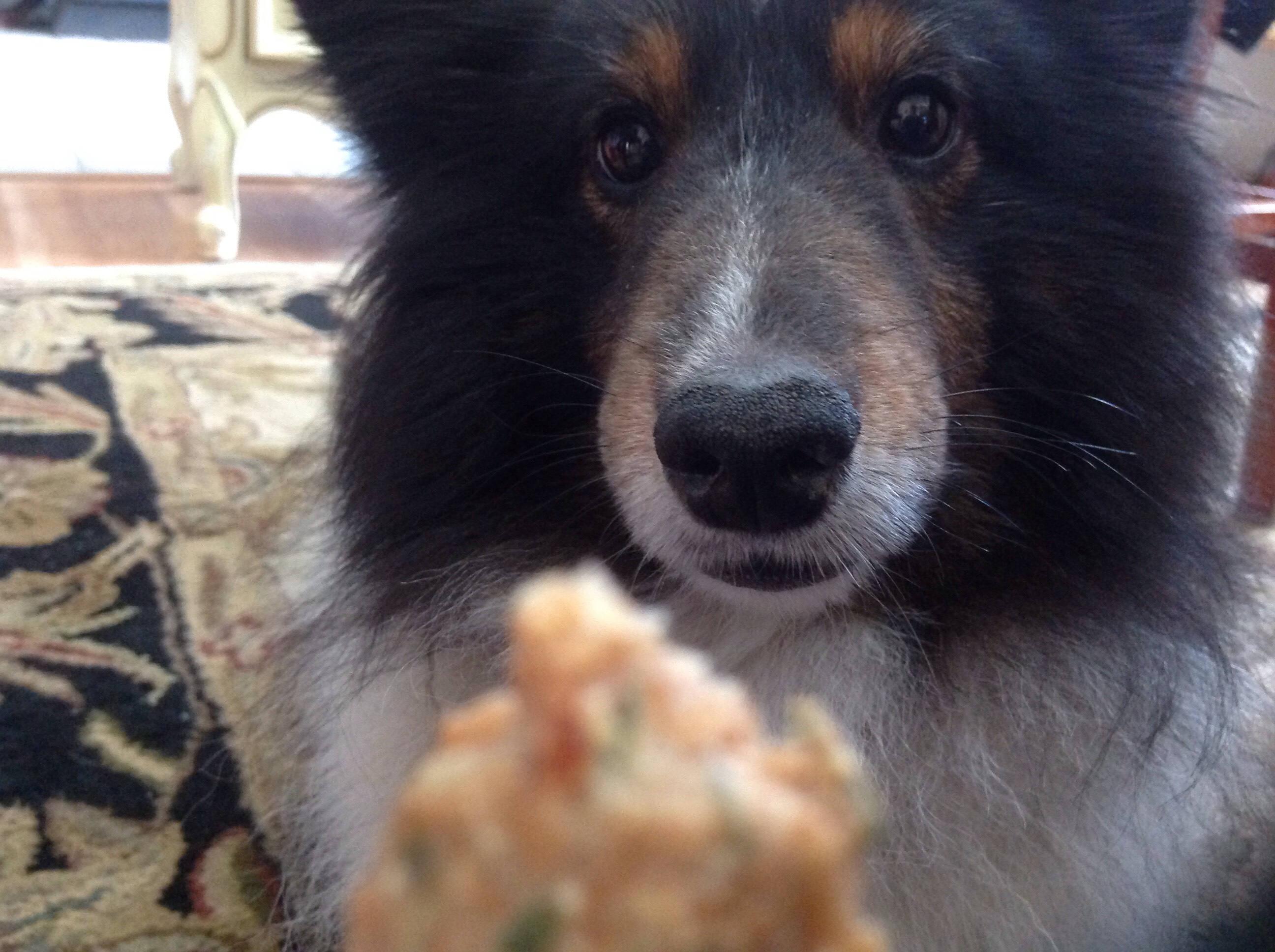 Homemade Dog Greenies for Fresh Breath and Clean Teeth 3 Steps (with