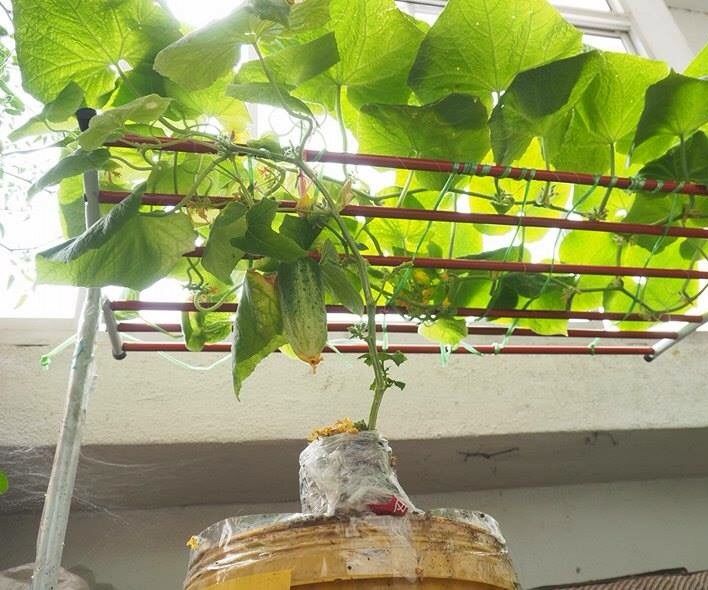 Growing cucumbers outdoors is easier than growing indoors and typically produces more due to having more space. How To Grow Cucumber Indoors 5 Steps With Pictures Instructables