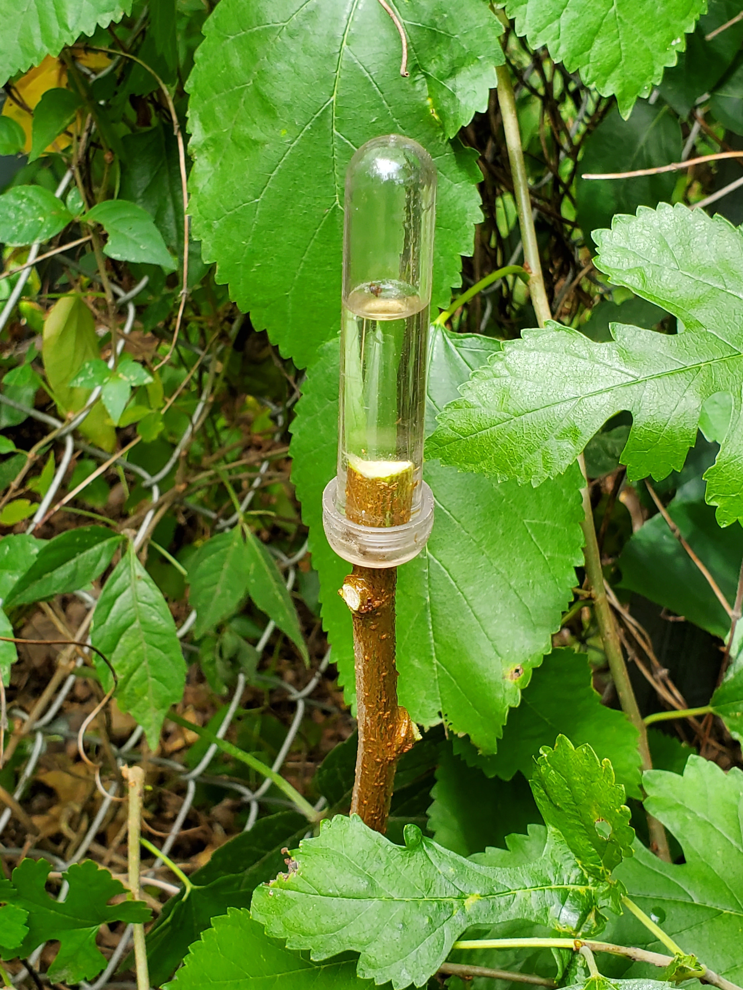 Effortlessly Kill Mulberry Trees Without a Saw! 3 Steps Instructables