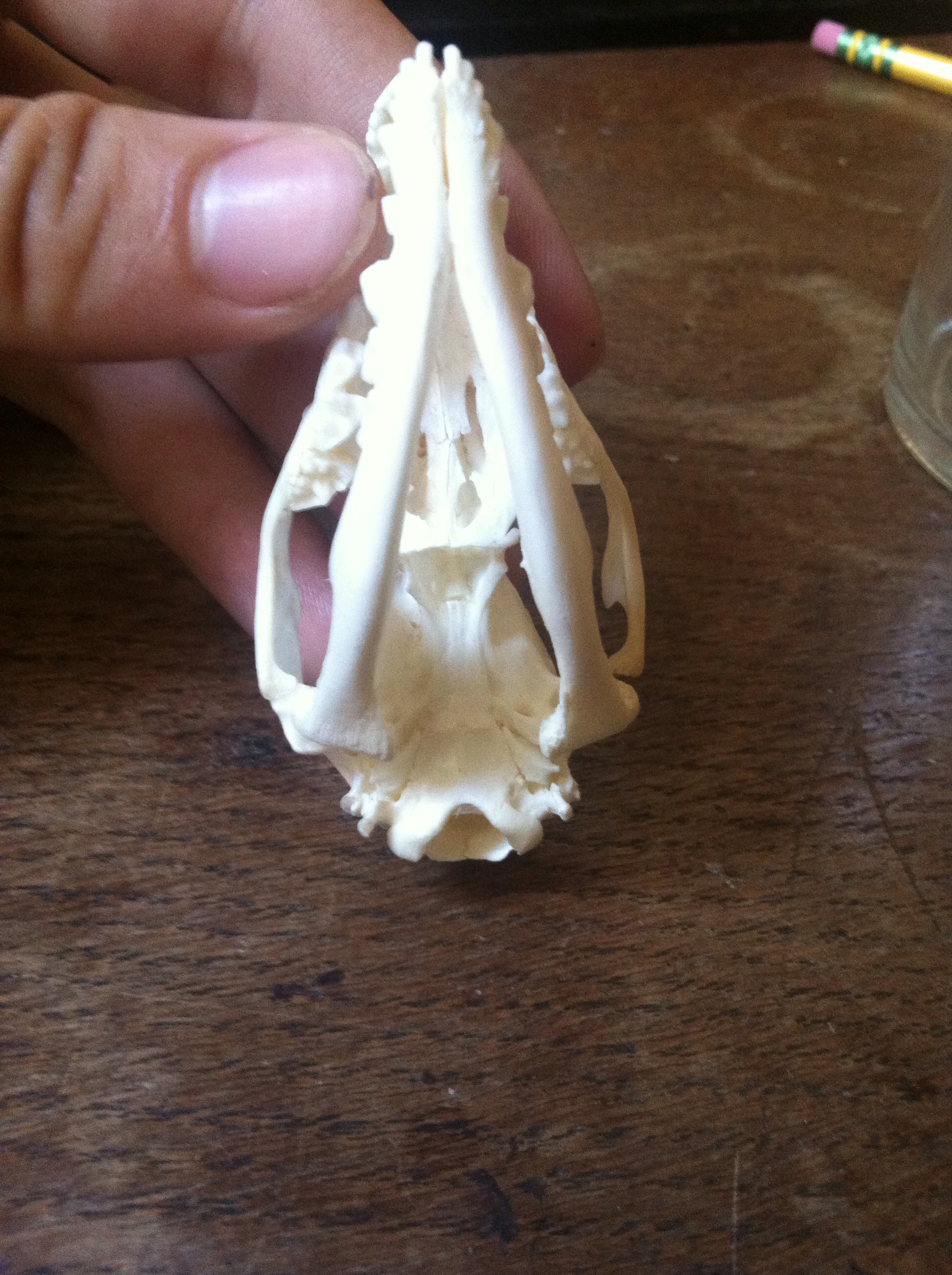 Preserve Your Own Animal Skull 11 Steps (with Pictures) Instructables