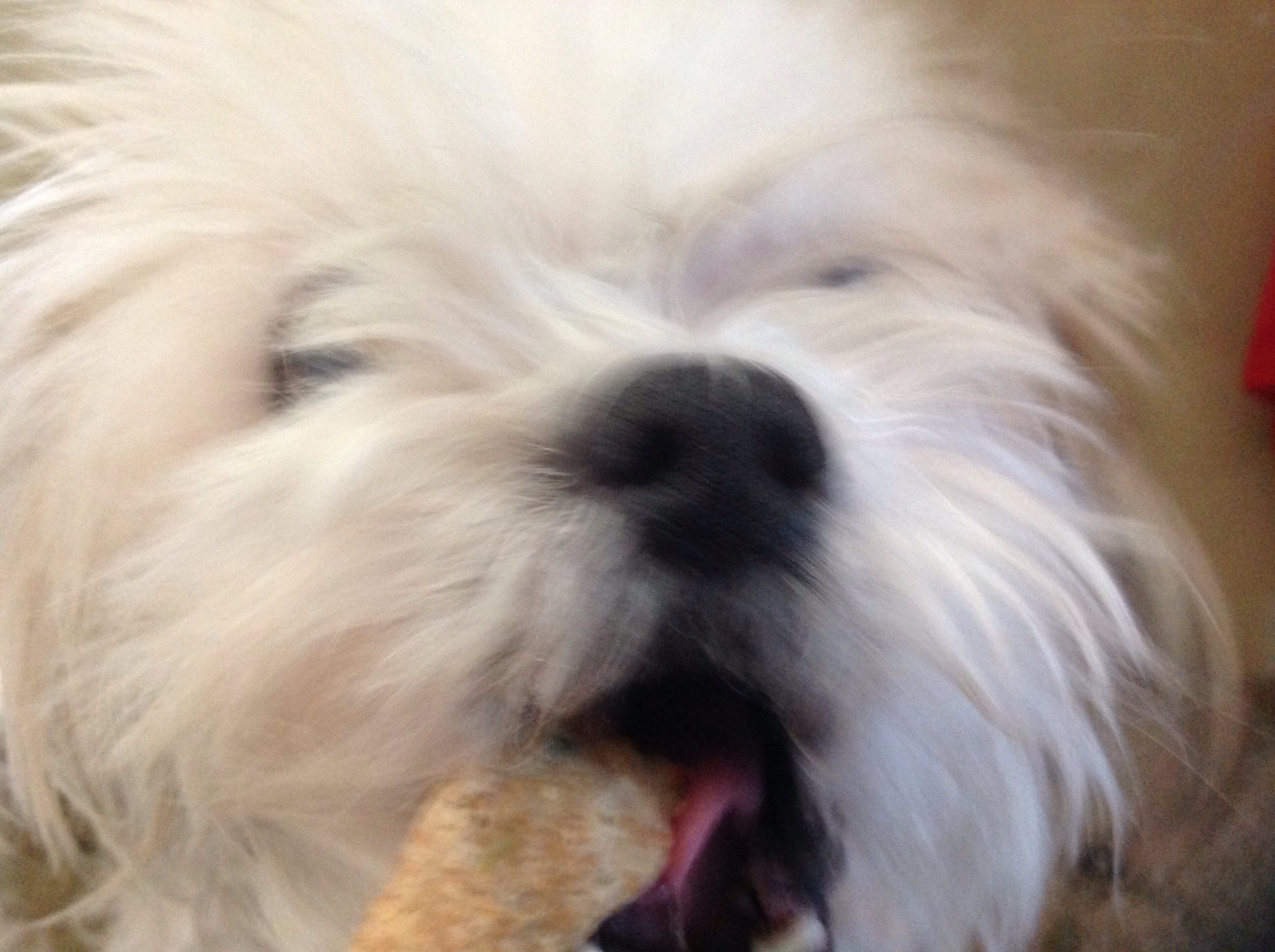 Homemade Dog Greenies for Fresh Breath and Clean Teeth 3 Steps (with