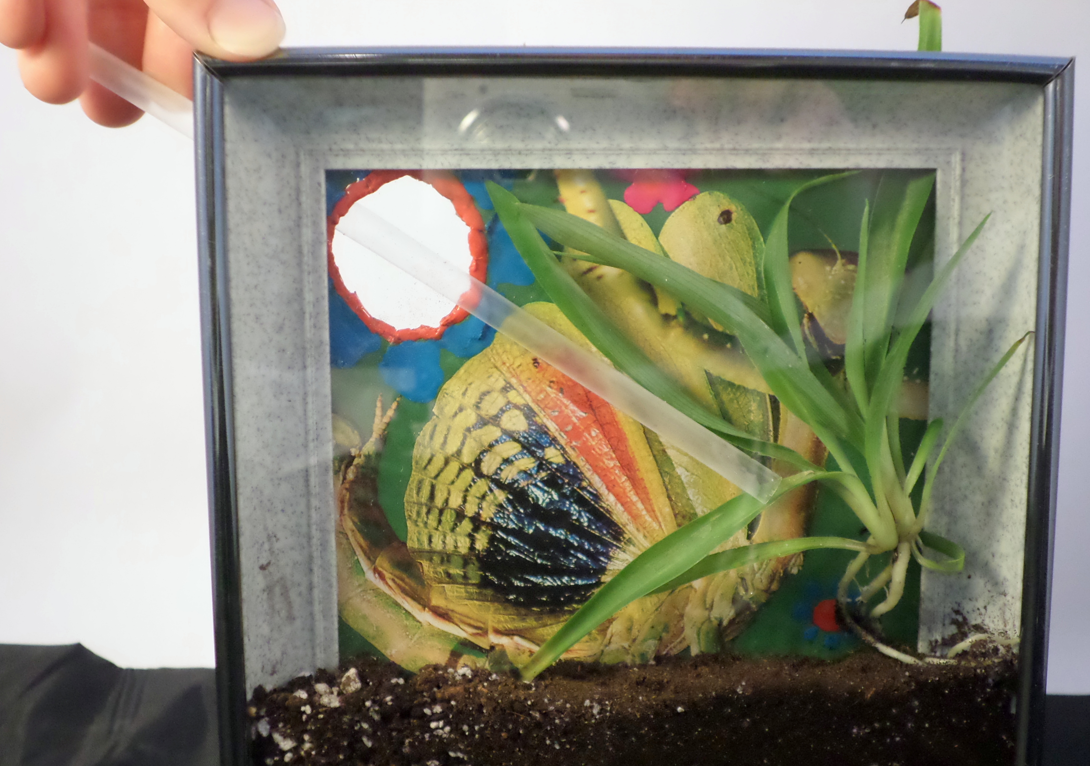 Picture Frame Terrarium 13 Steps (with Pictures) Instructables