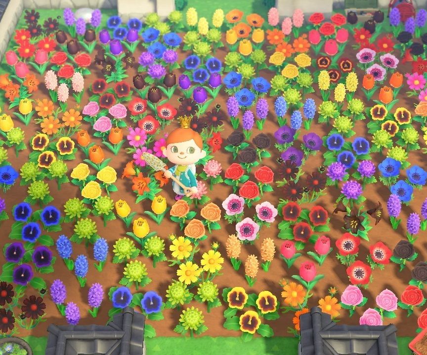 Just plant different color/species plants adjacent to each other and hybrid flowers will popup next to them. How To Breed All Hybrid Flowers In Animal Crossing New Horizons 8 Steps With Pictures Instructables