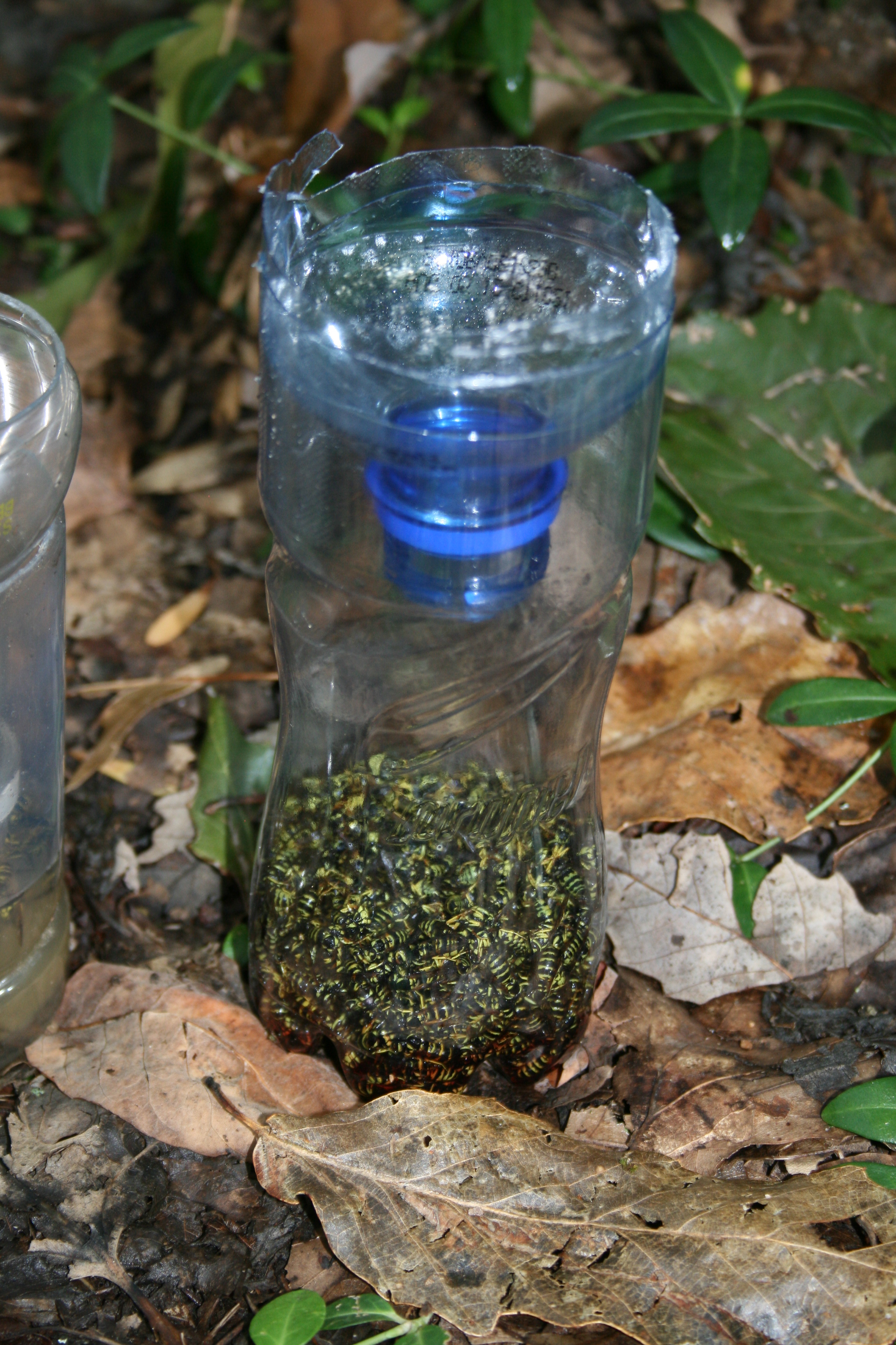 Diy Yellow Jacket Bottle Trap : 8 Steps (With Pictures) - Instructables