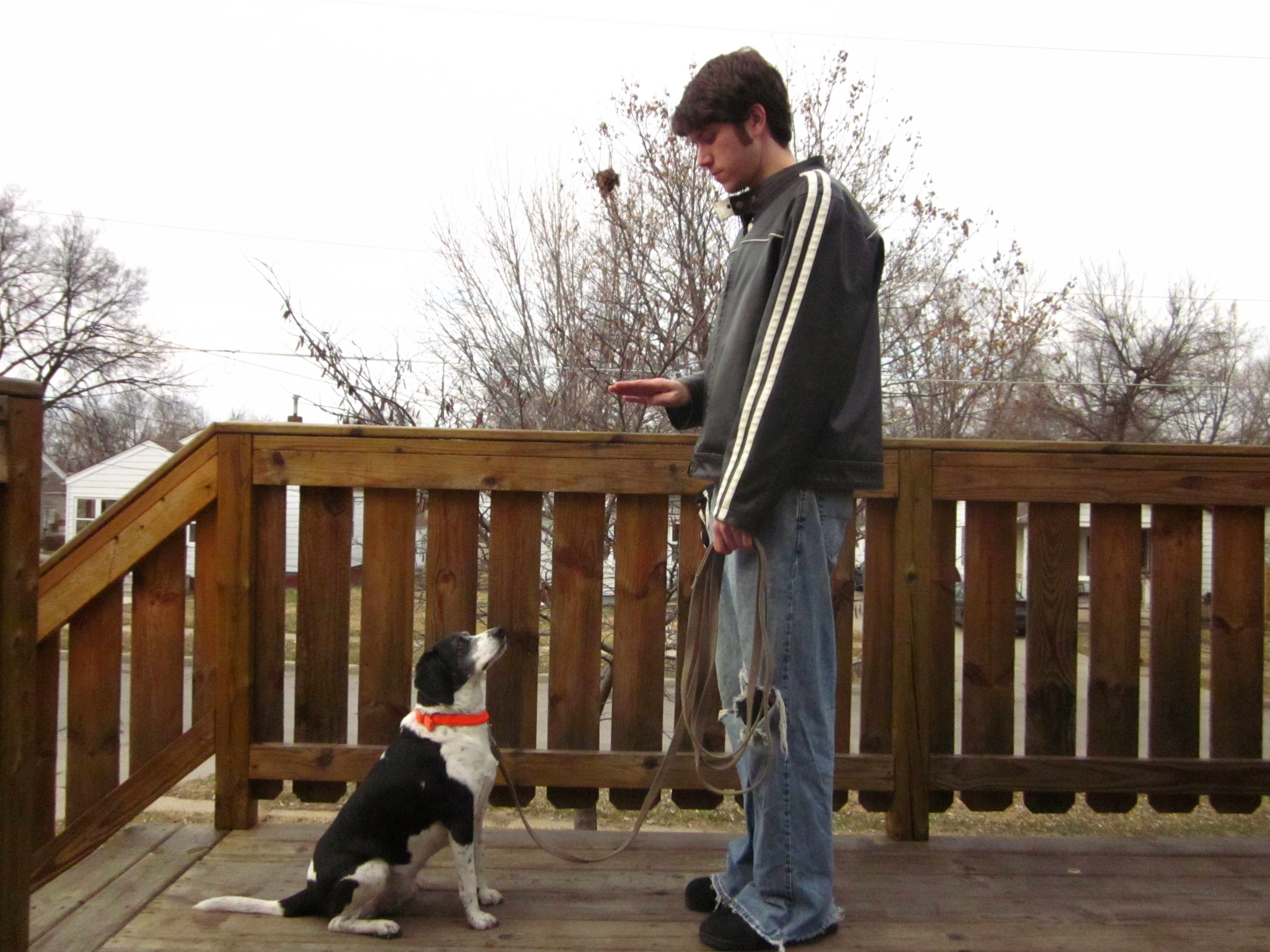 Basic Obedience Training for Dogs 6 Steps (with Pictures) Instructables