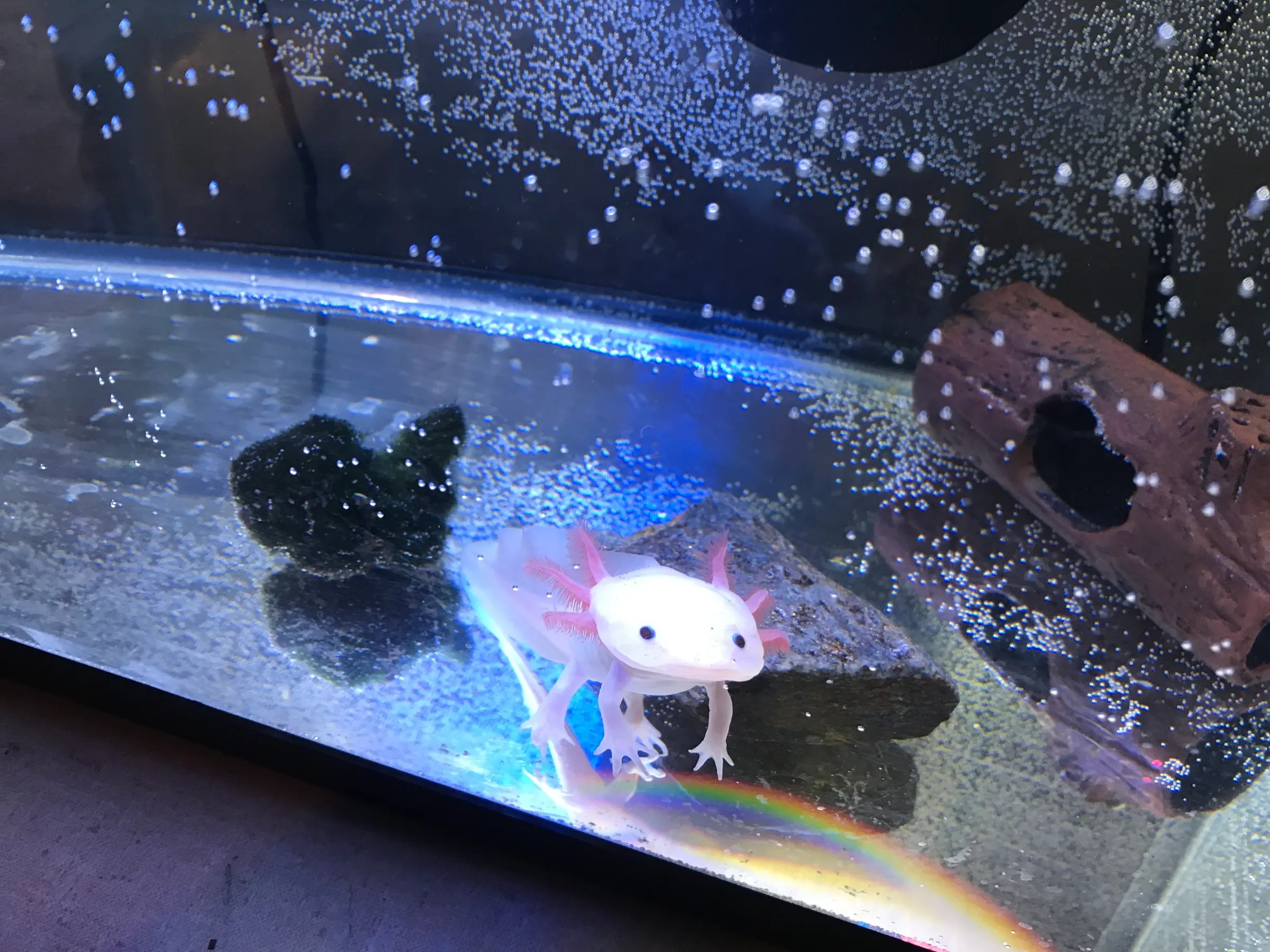 How to Set Up an Axolotl Tank 7 Steps Instructables