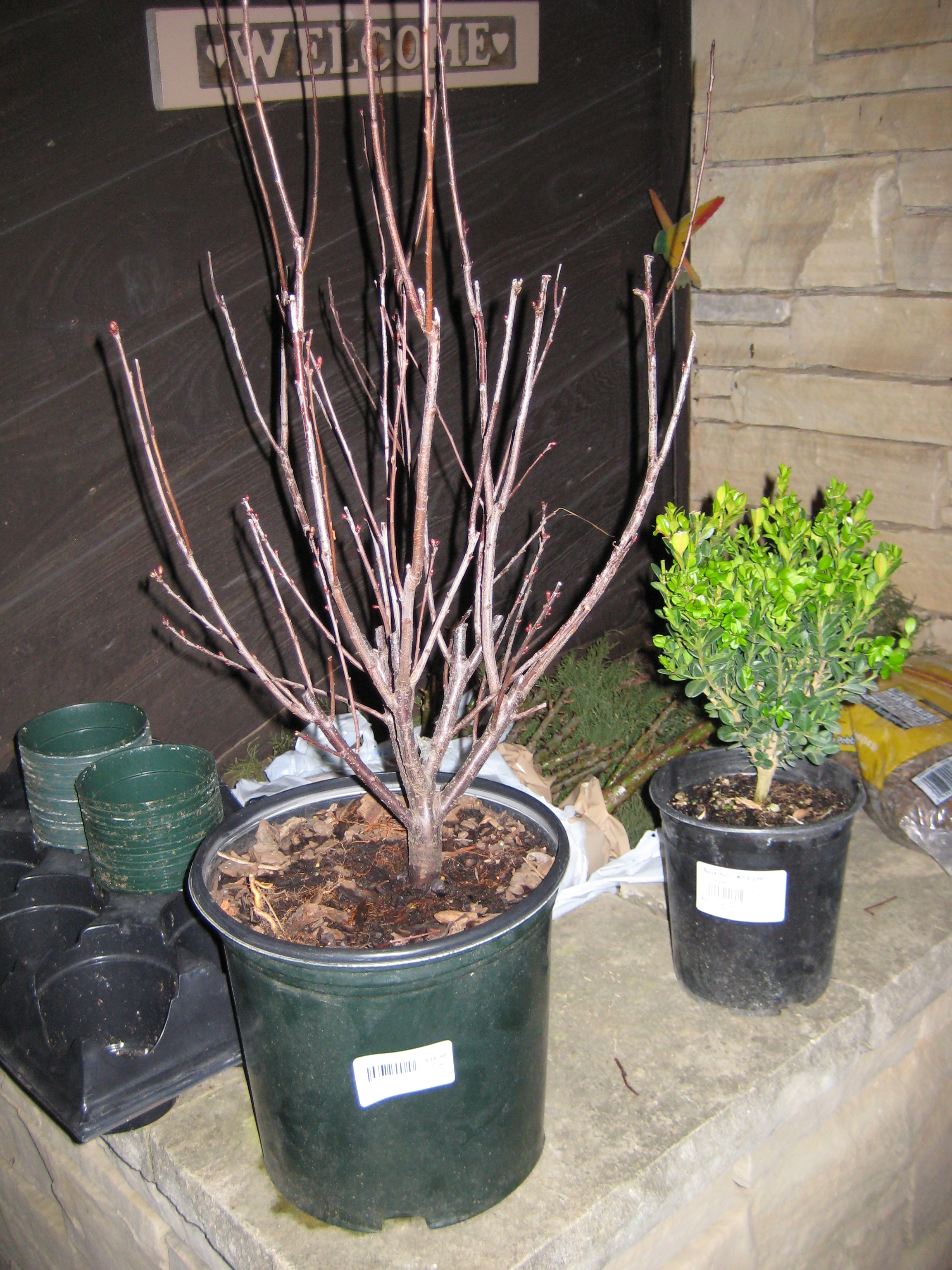 Starting a Bonsai 9 Steps (with Pictures) Instructables