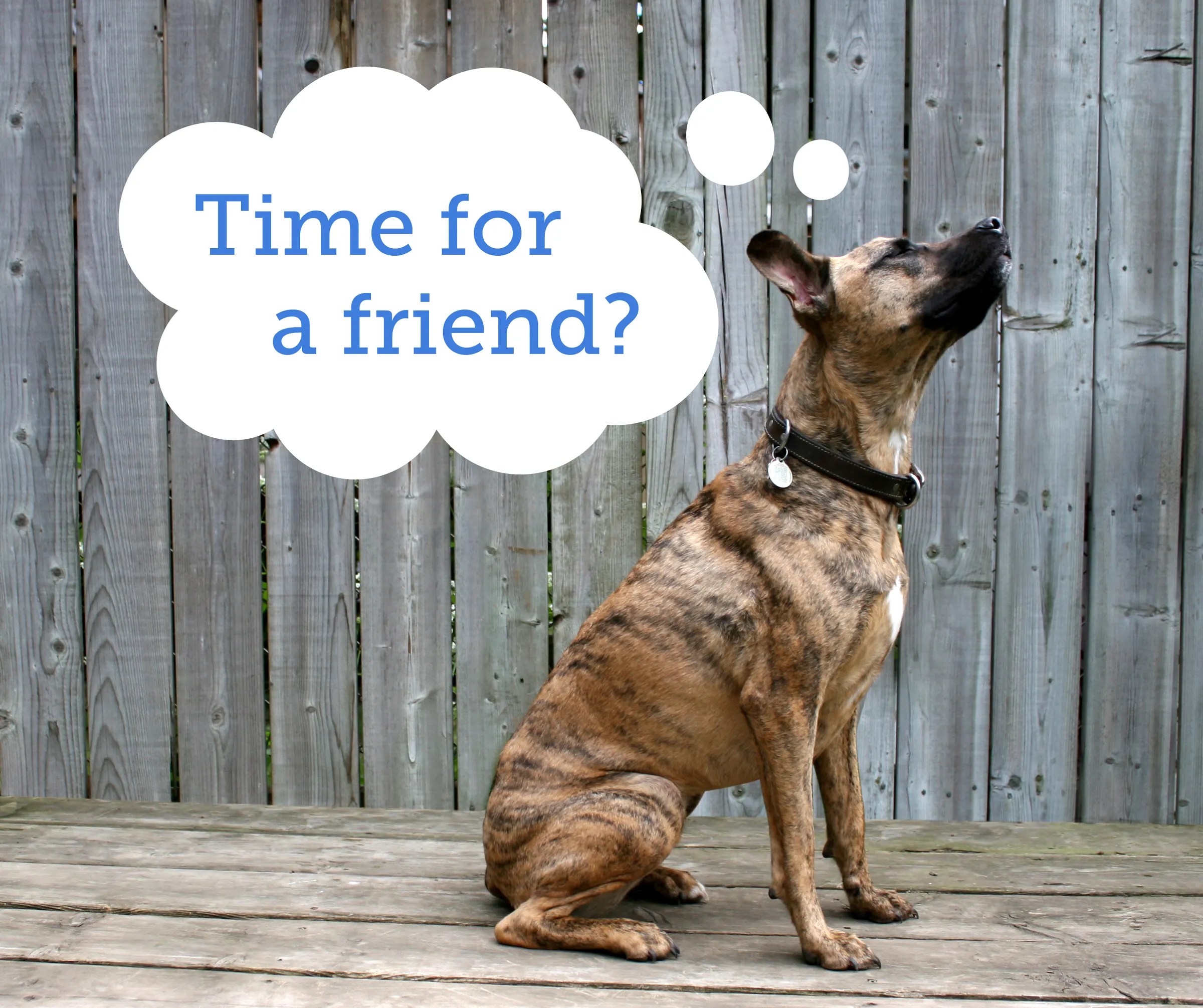 Is It Better To Have 2 Female Dogs Or 1 Of Each