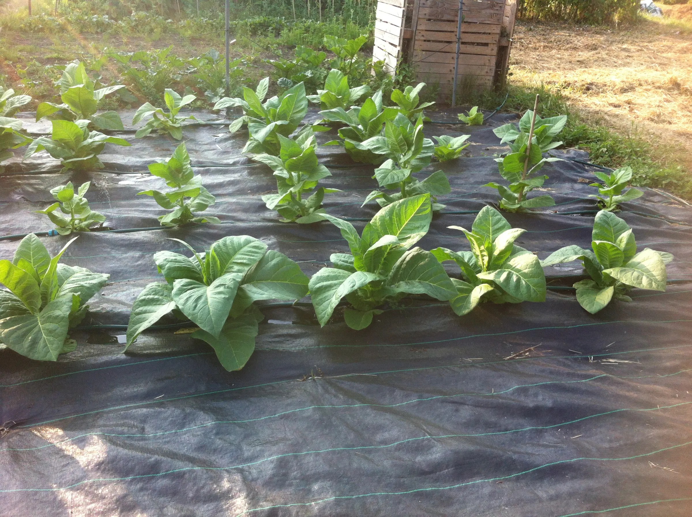 Growing Tobacco 6 Steps (with Pictures) Instructables