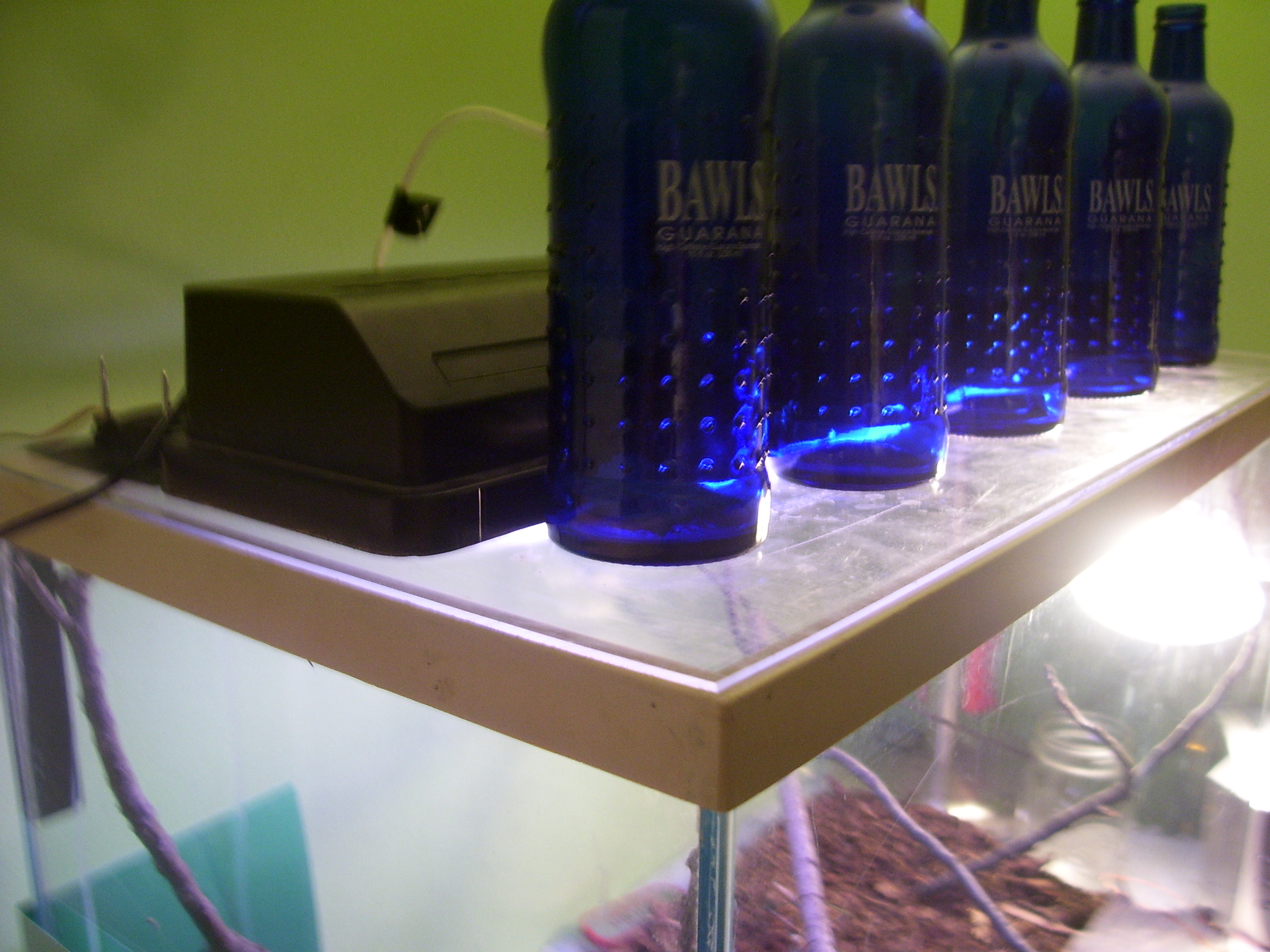 How to Care for a Praying Mantis 4 Steps Instructables