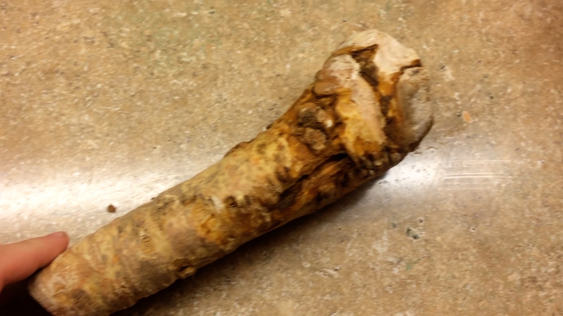 How to Grow Horseradish From a Root You Buy at the Grocery Store 5