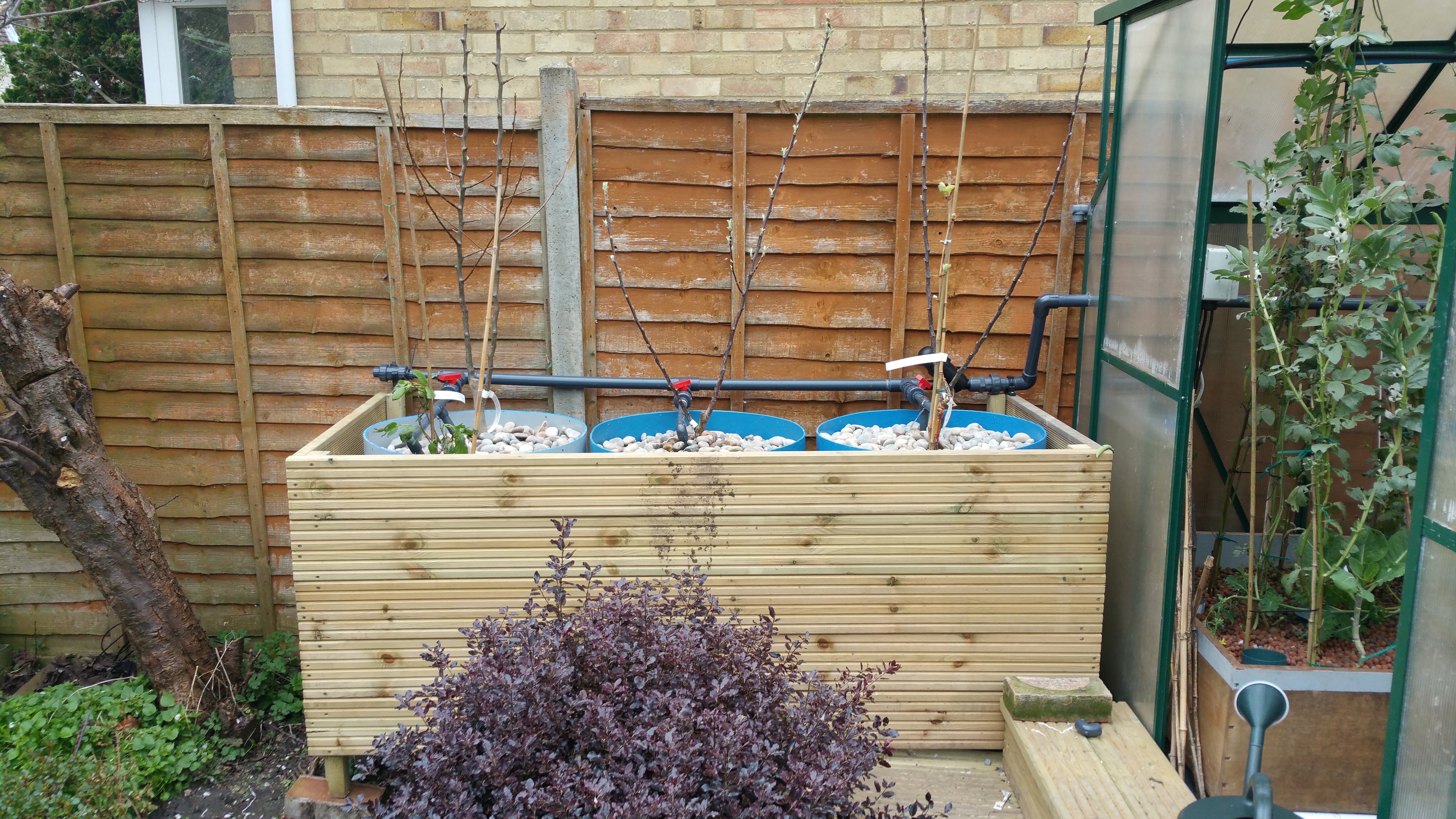 Fruit Trees in Aquaponics Using Dutch Buckets 6 Steps (with Pictures