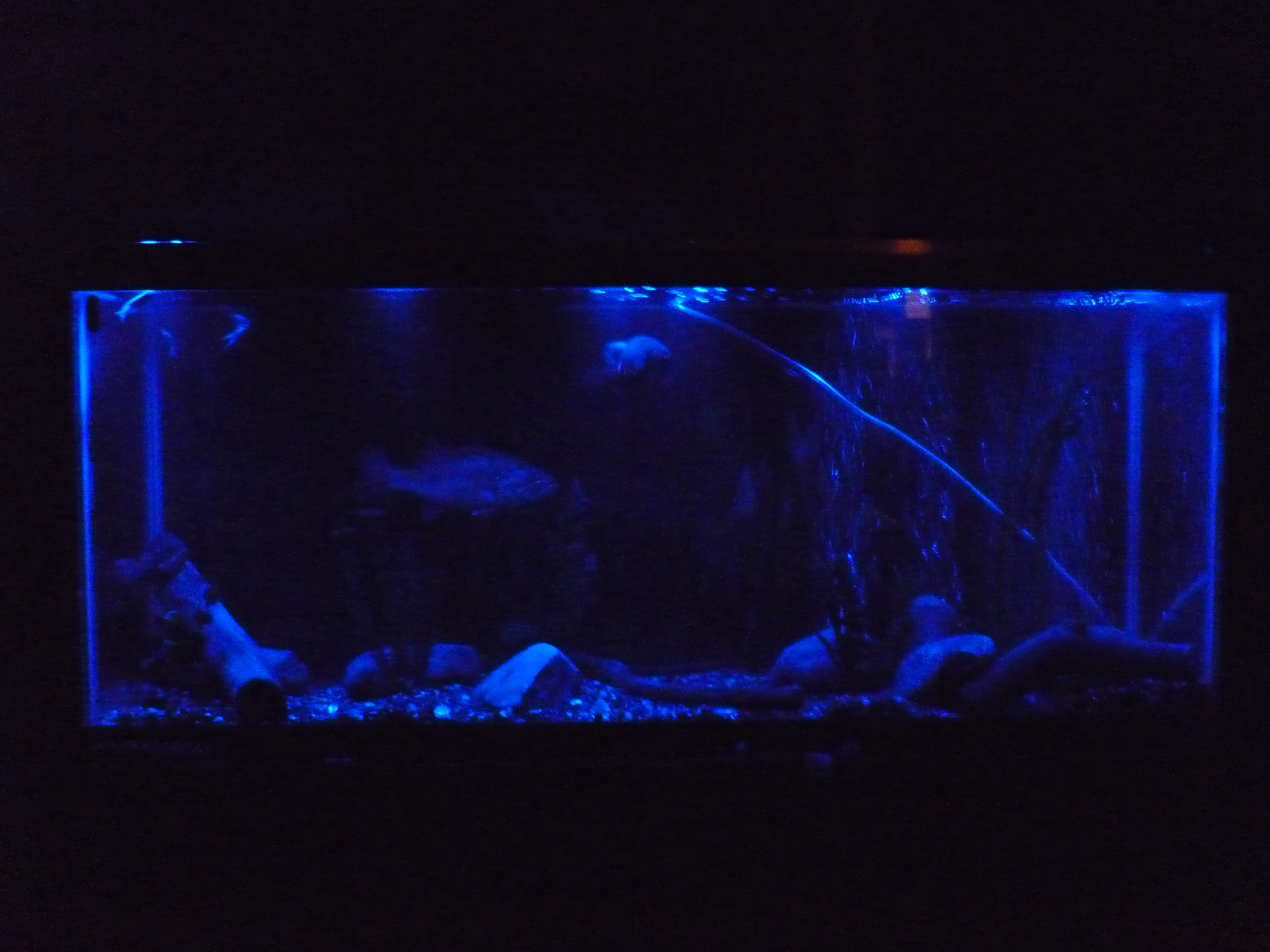 LED Aquarium Light With Moonlight 5 Steps Instructables