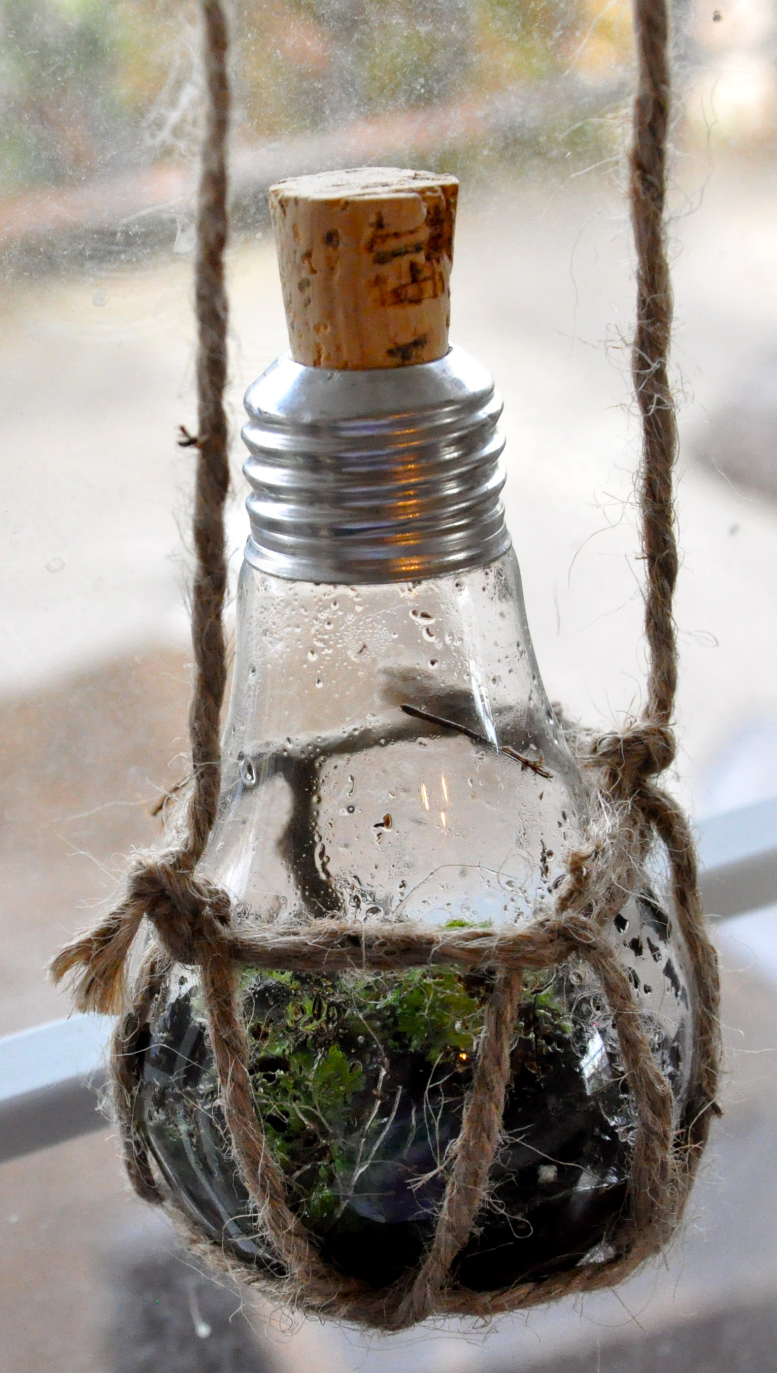 Light Bulb Terrarium 12 Steps (with Pictures) Instructables