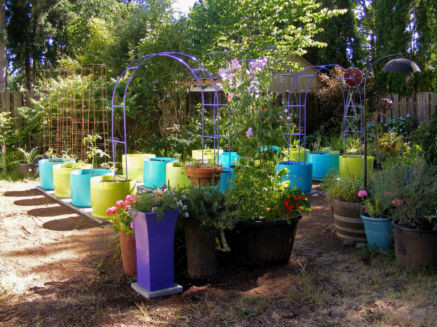 The 55 Gallon Drum Garden We Have the Drums, Now What Do We Do? 12