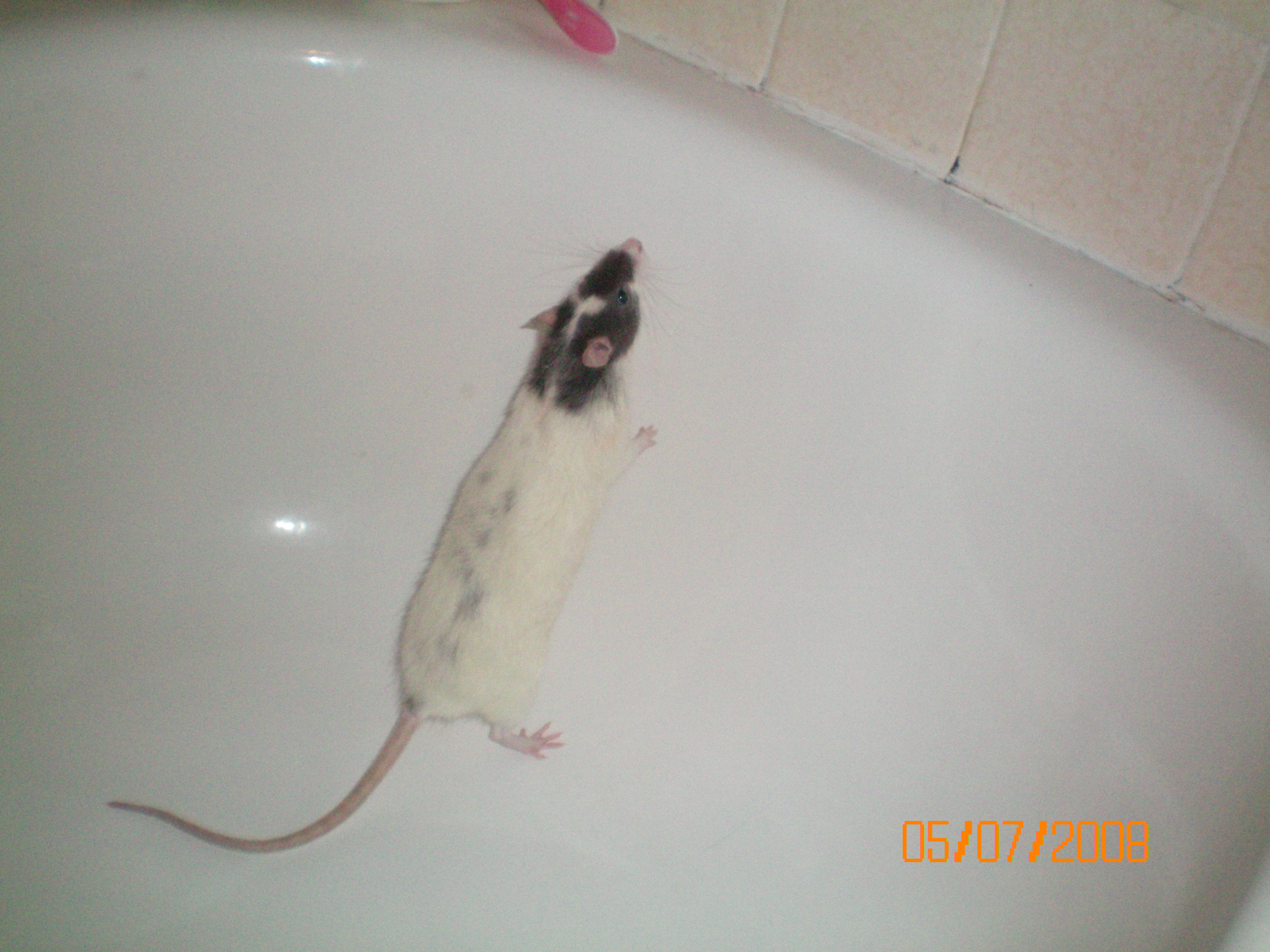 Giving Your Rat a Bath 4 Steps Instructables