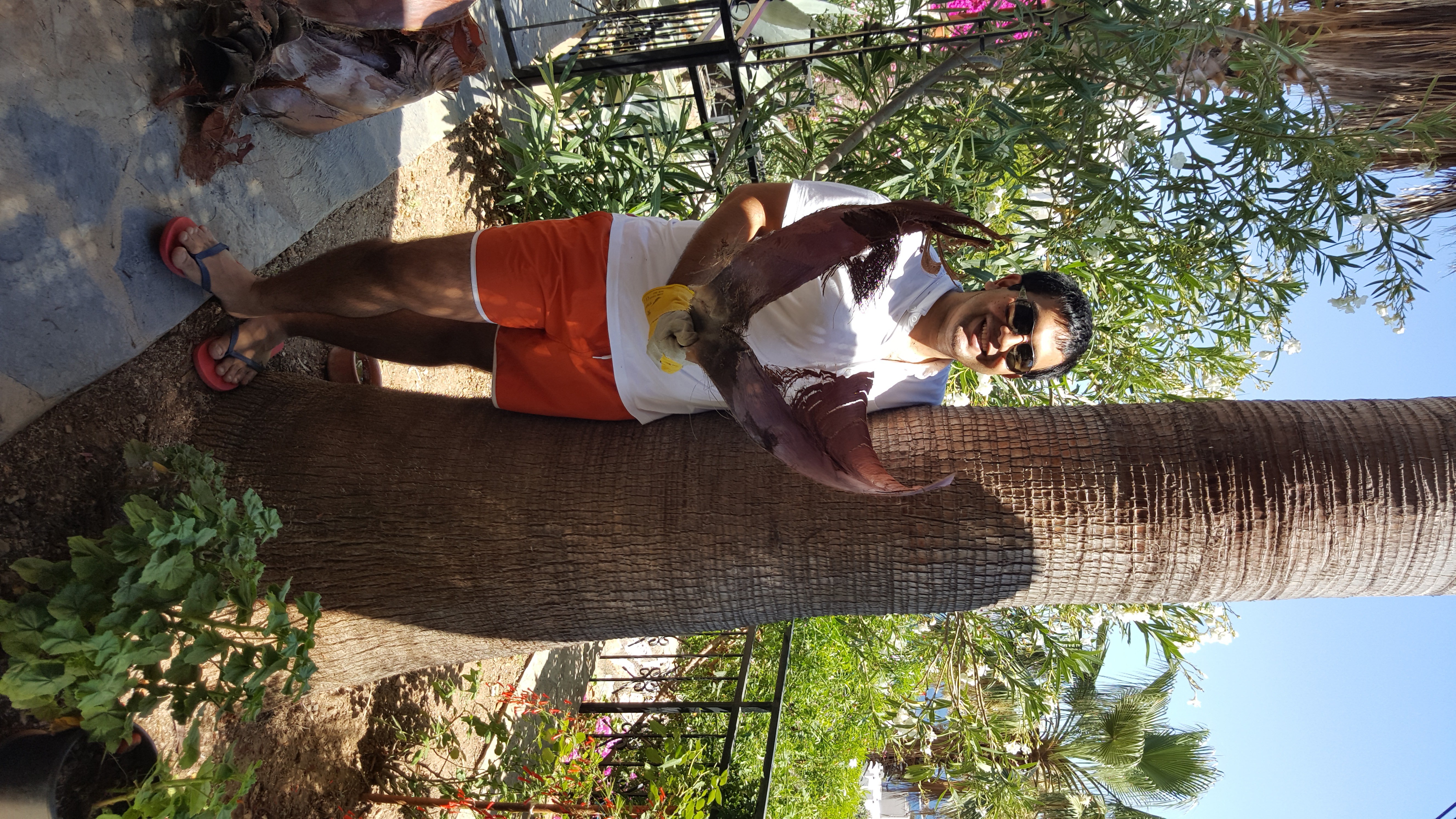 How to Cut Palm Tree's Leaves 10 Steps (with Pictures) Instructables