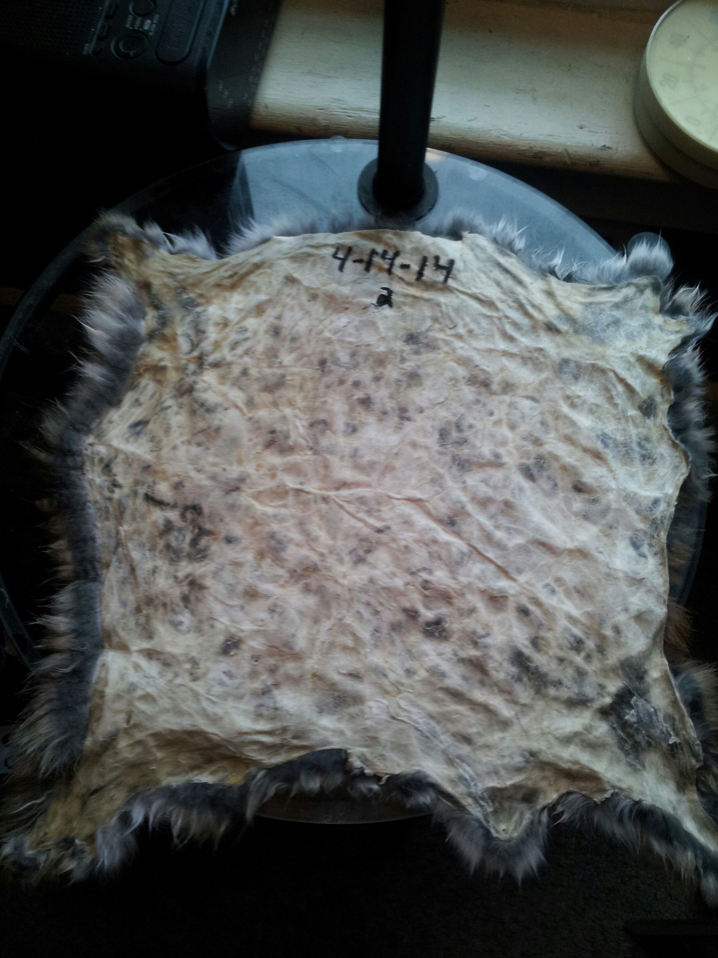 How to Tan a Rabbit Pelt 6 Steps Instructables