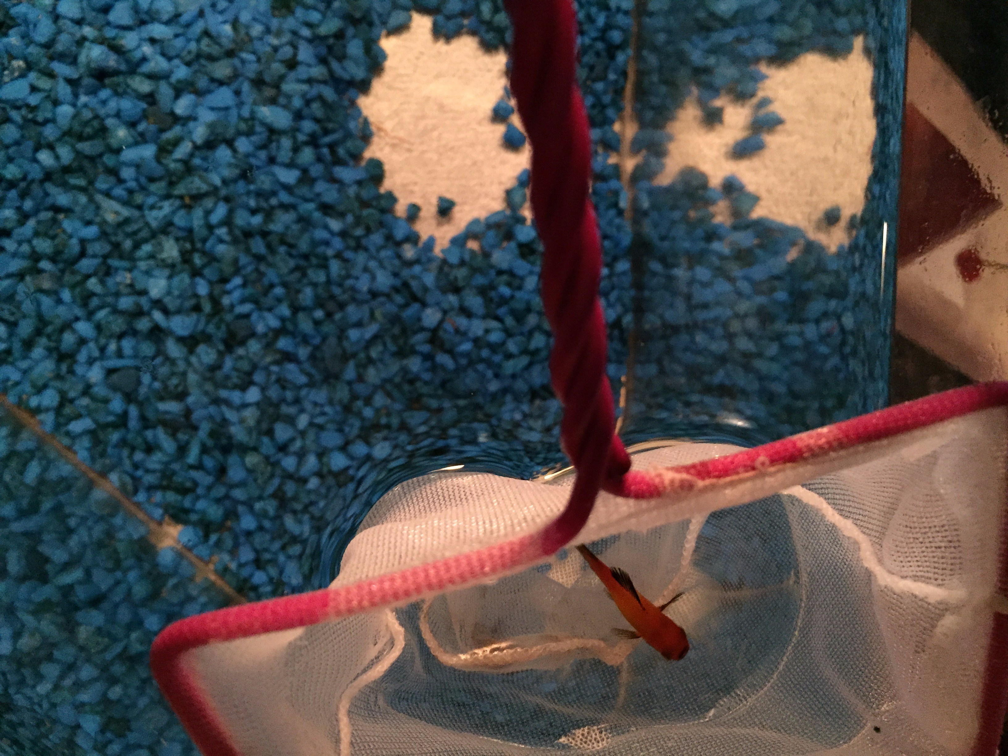 How to Clean Your Small Fish Tank 7 Steps (with Pictures) Instructables