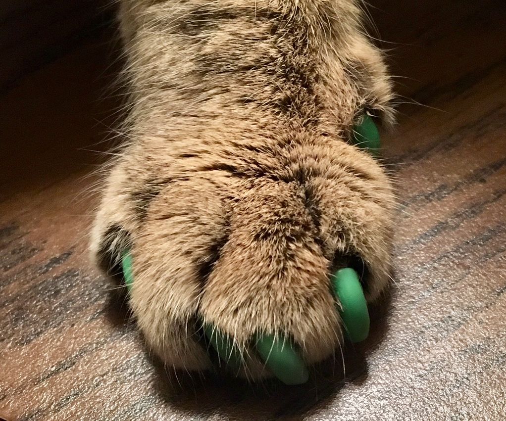 How to Put on Cat Nail Caps 6 Steps Instructables
