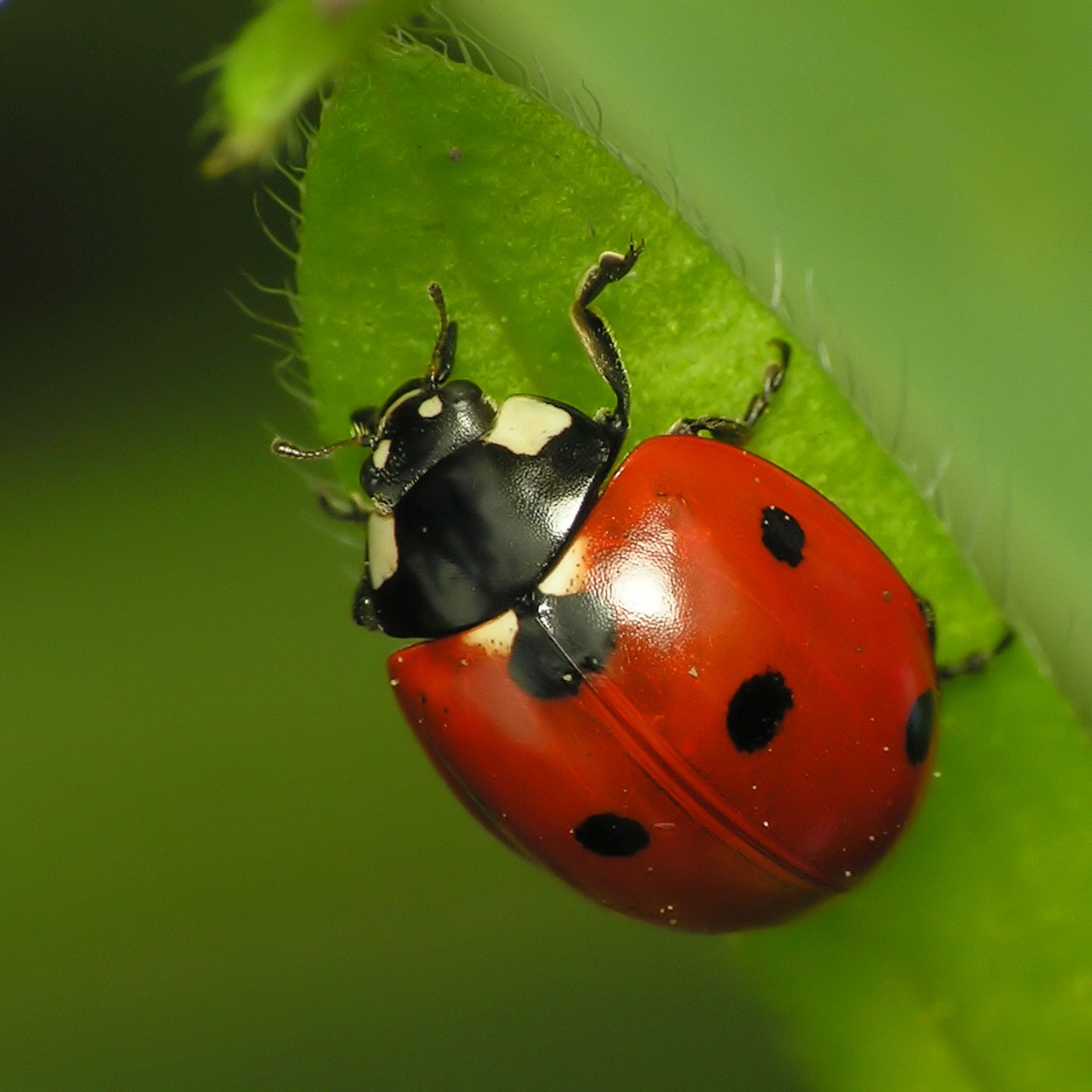 How to Care for a Ladybug 3 Steps Instructables