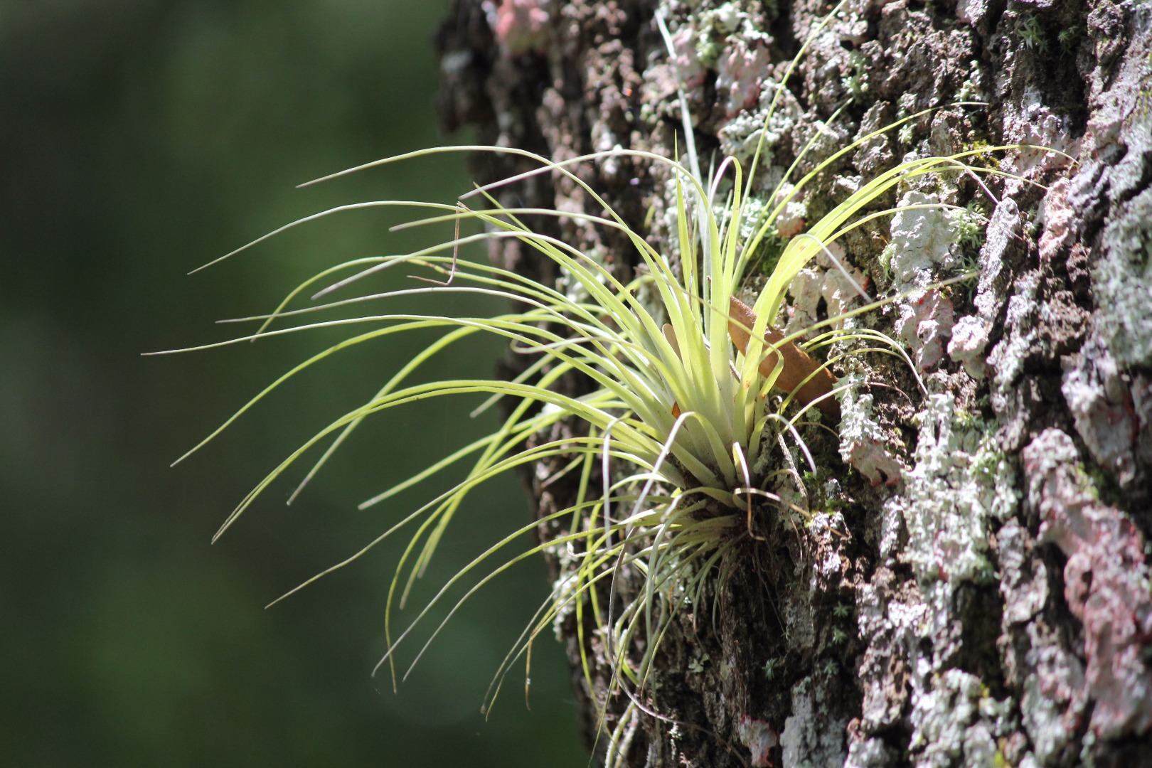 Air Plant Decor 6 Steps (with Pictures) Instructables