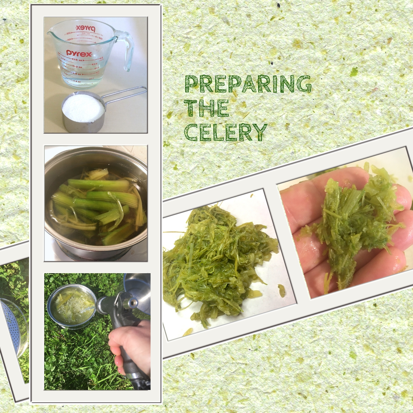 SuperGreen Celery Paper! 5 Steps (with Pictures) Instructables