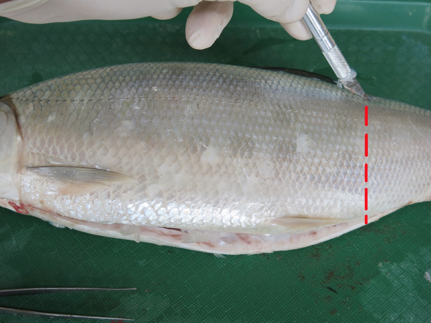 Fish Dissection! 11 Steps (with Pictures) Instructables