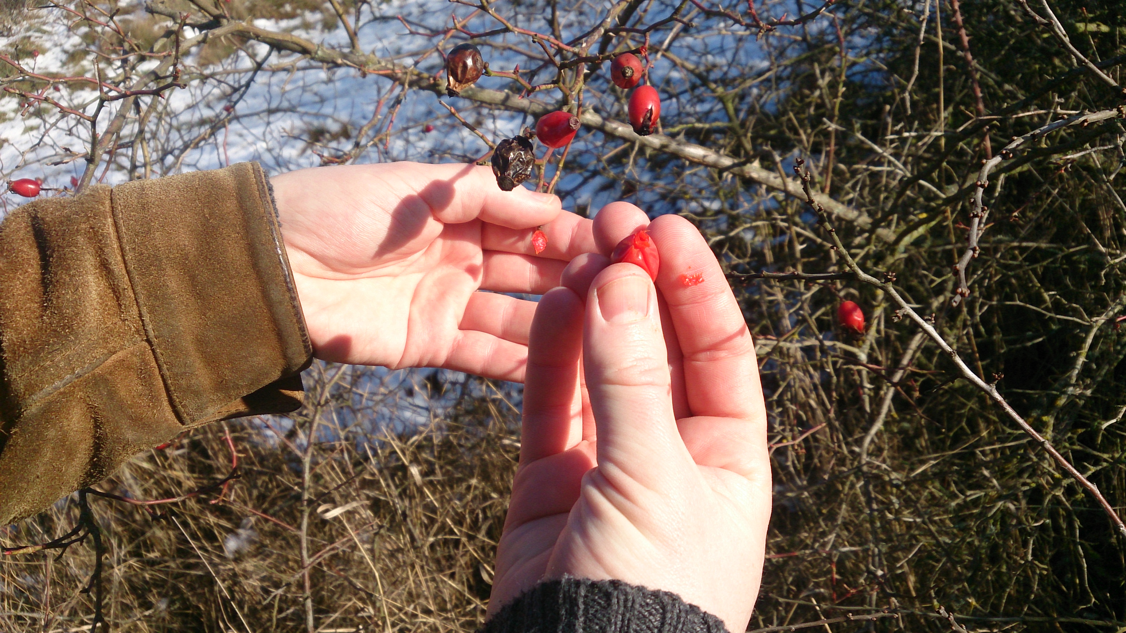 How to Eat a Rose Hip 3 Steps (with Pictures) Instructables
