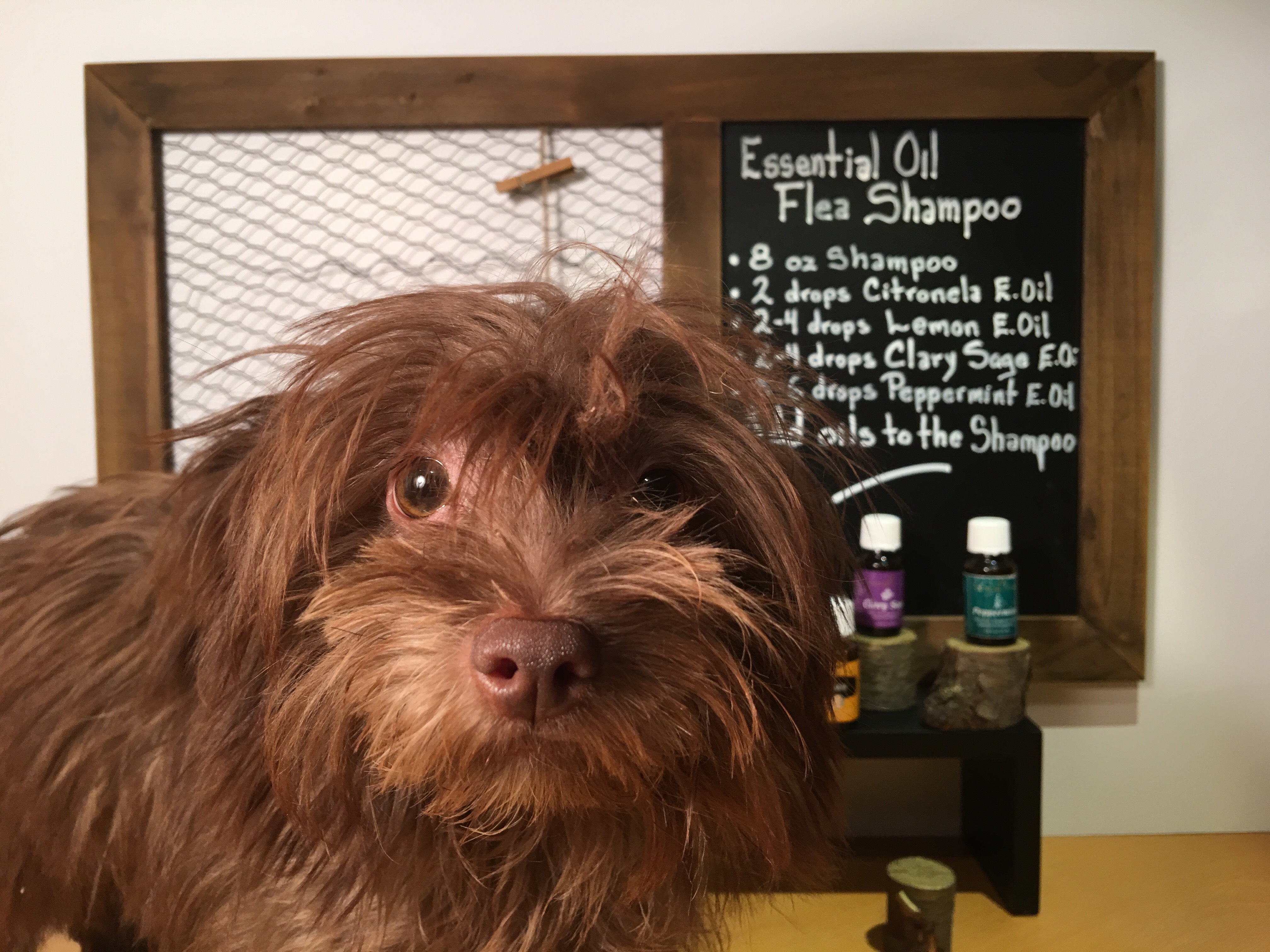 Essential Oil Flea Shampoo 6 Steps Instructables