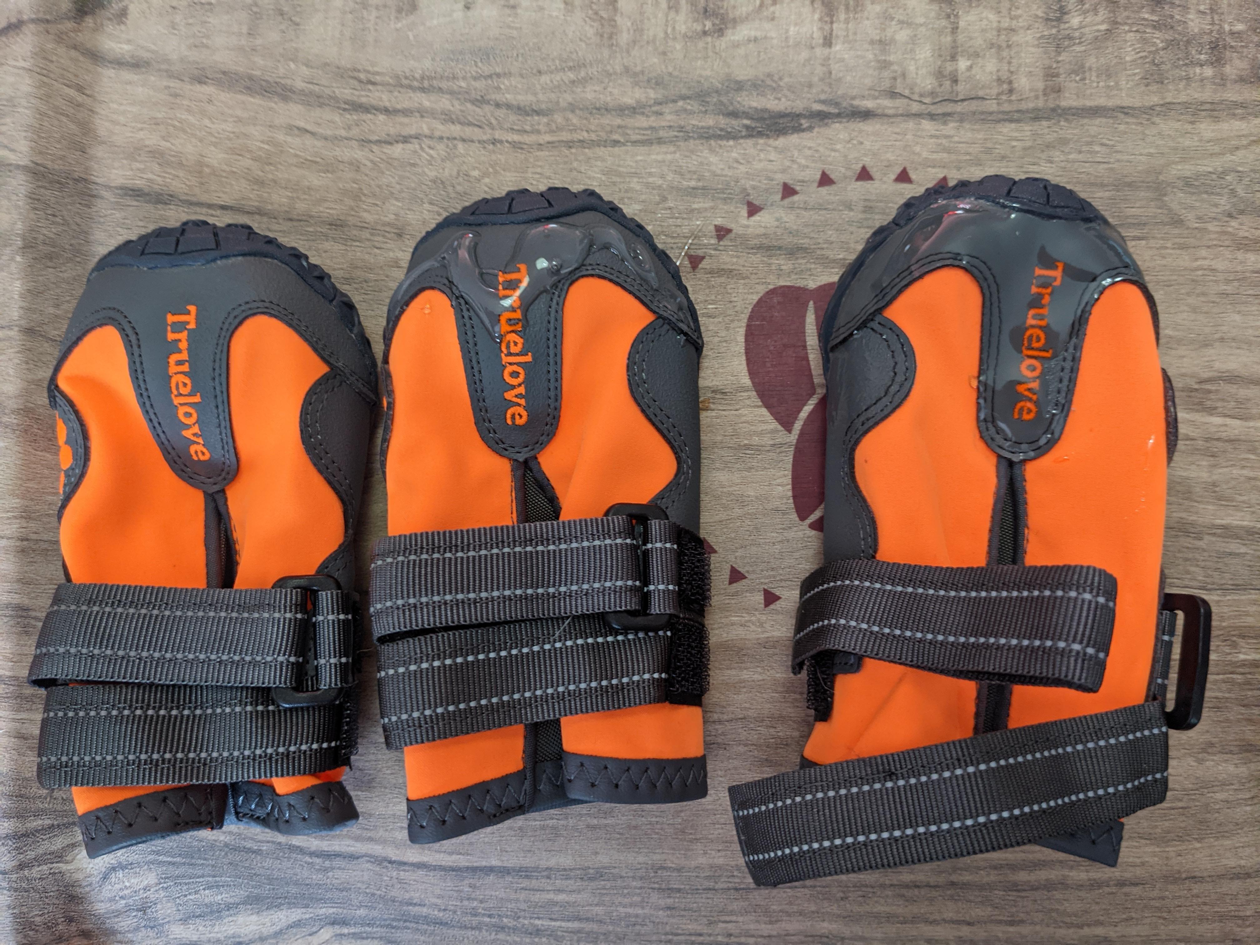 AntiKnucking Shoes for Dogs With Degenerative Myelopathy 7 Steps