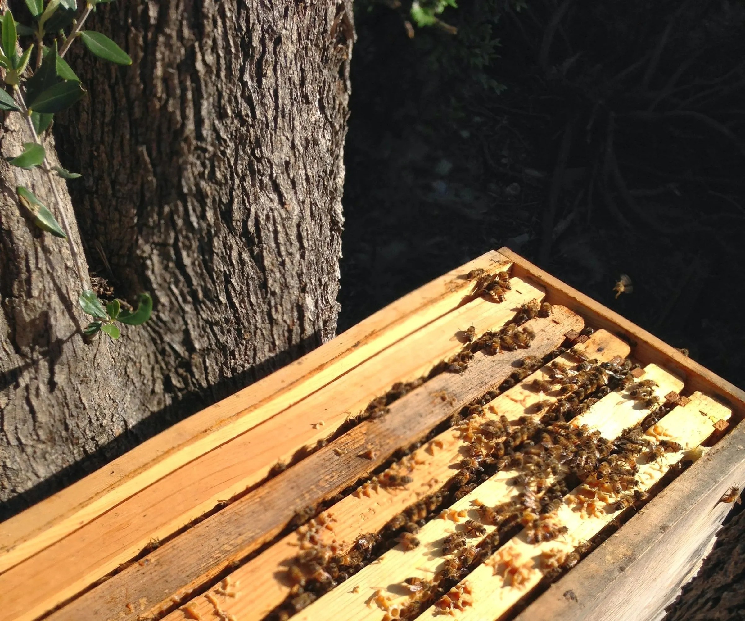 How to Make a Nucleus Honeybee Colony (and Prevent Established Hives