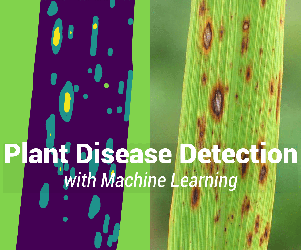 How to Detect Plant Diseases Using Machine Learning 6 Steps