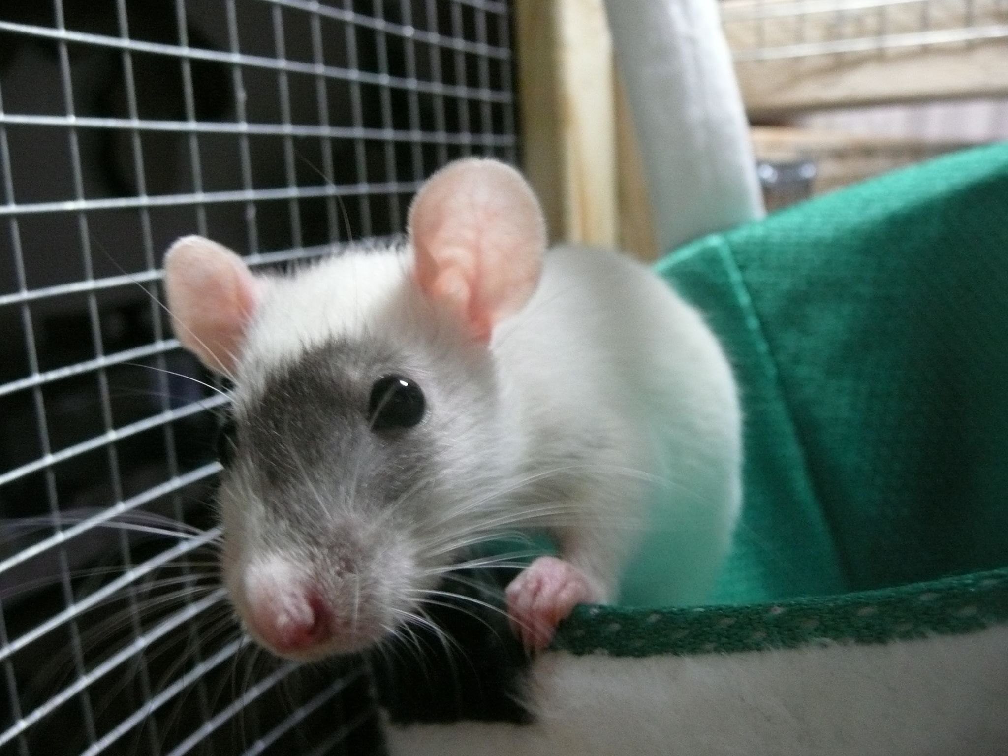 How To Pet Rats 8 Steps Instructables
