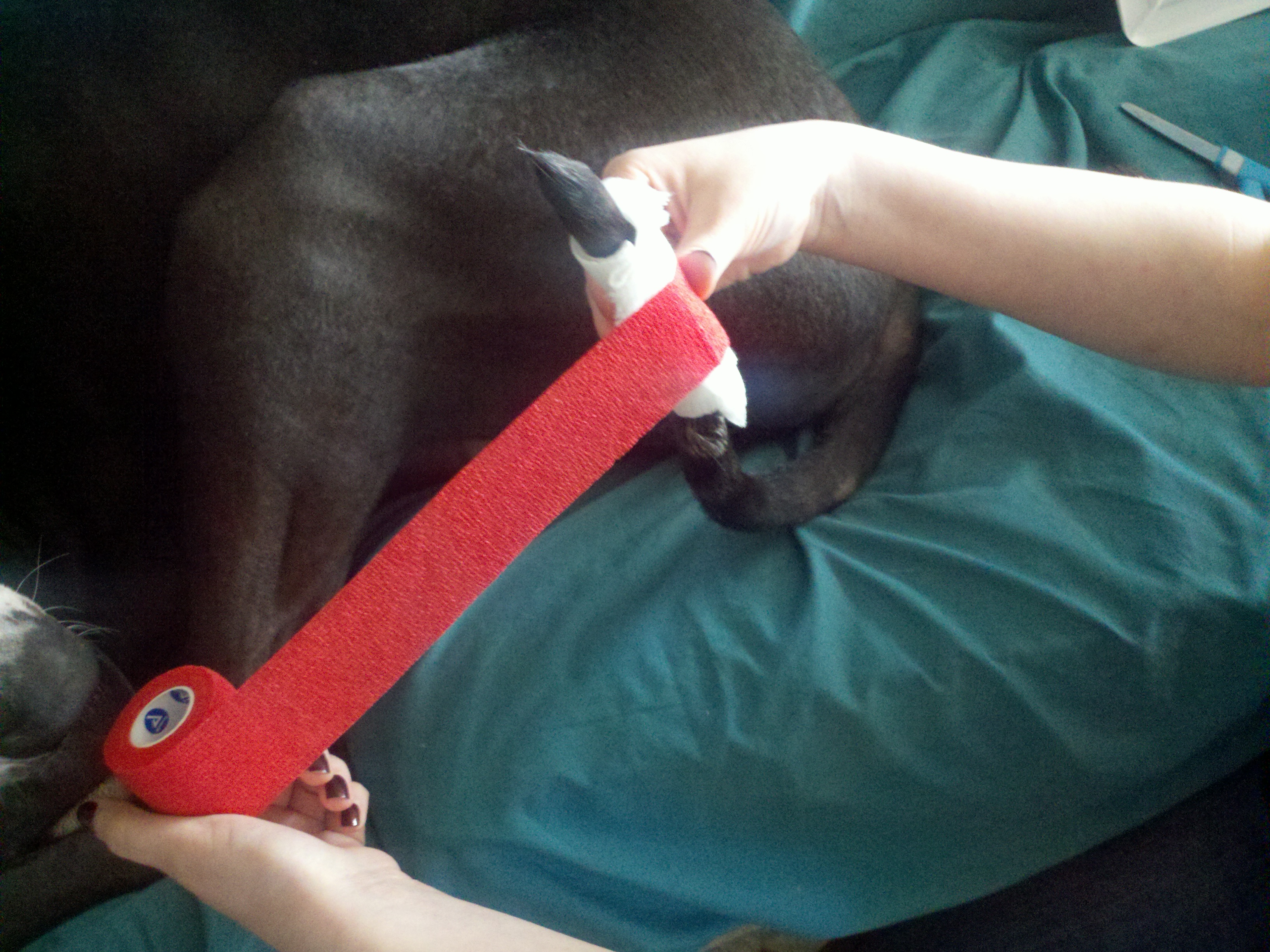 Happy Tail Solution 5 Steps Instructables