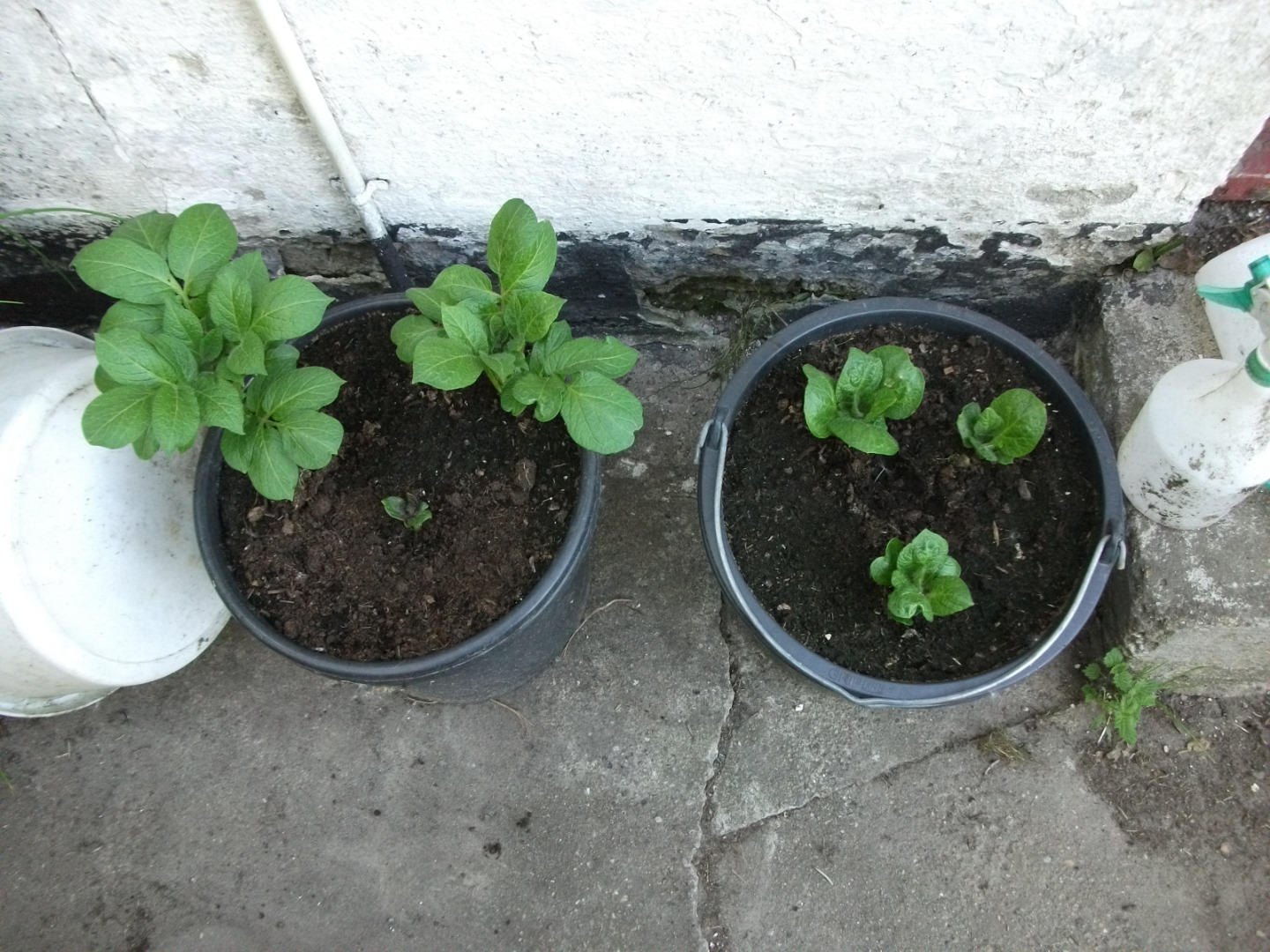 Growing Potatoes in Buckets 4 Steps (with Pictures) Instructables