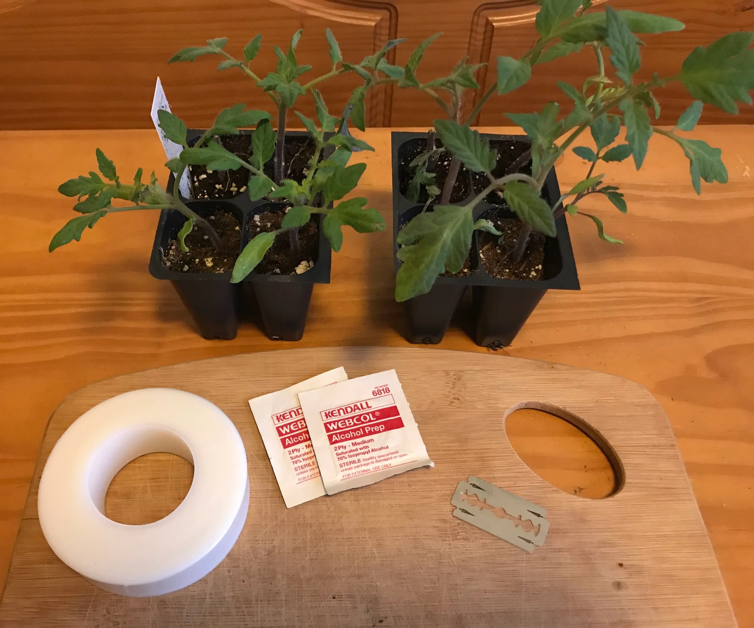 10+ Ways to Grow Plants From a Cutting Instructables