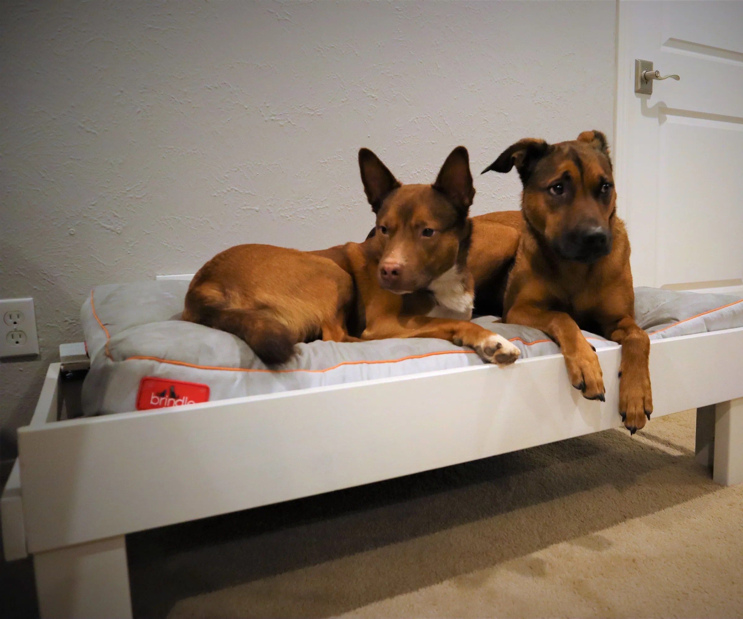 Making a Dog Bed Out of an OLD Couch Upcycle 6 Steps