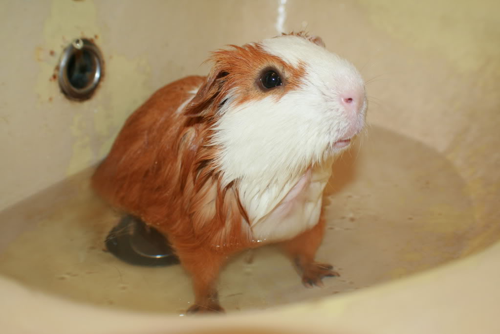 How to Bathe Guinea Pigs 4 Steps Instructables