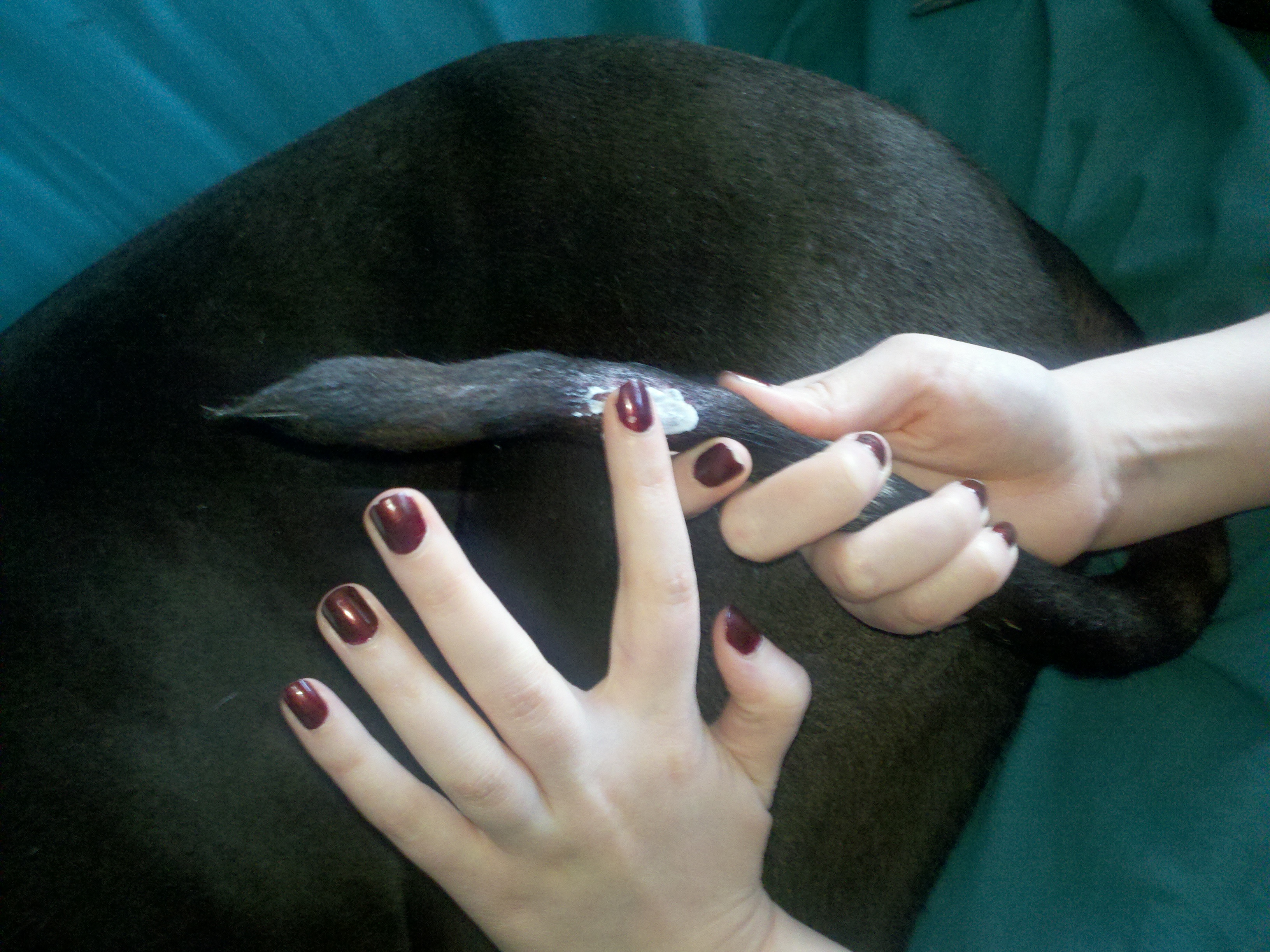 Happy Tail Solution 5 Steps Instructables