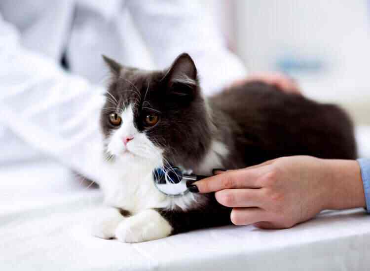 Civil Veterinary Hospital Sultanpur in Patiala Best Veterinary