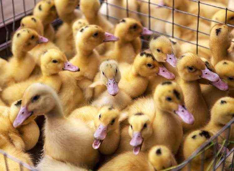 Raki Pets in Maduravoyal,Chennai Best Pet Shops in Chennai Justdial