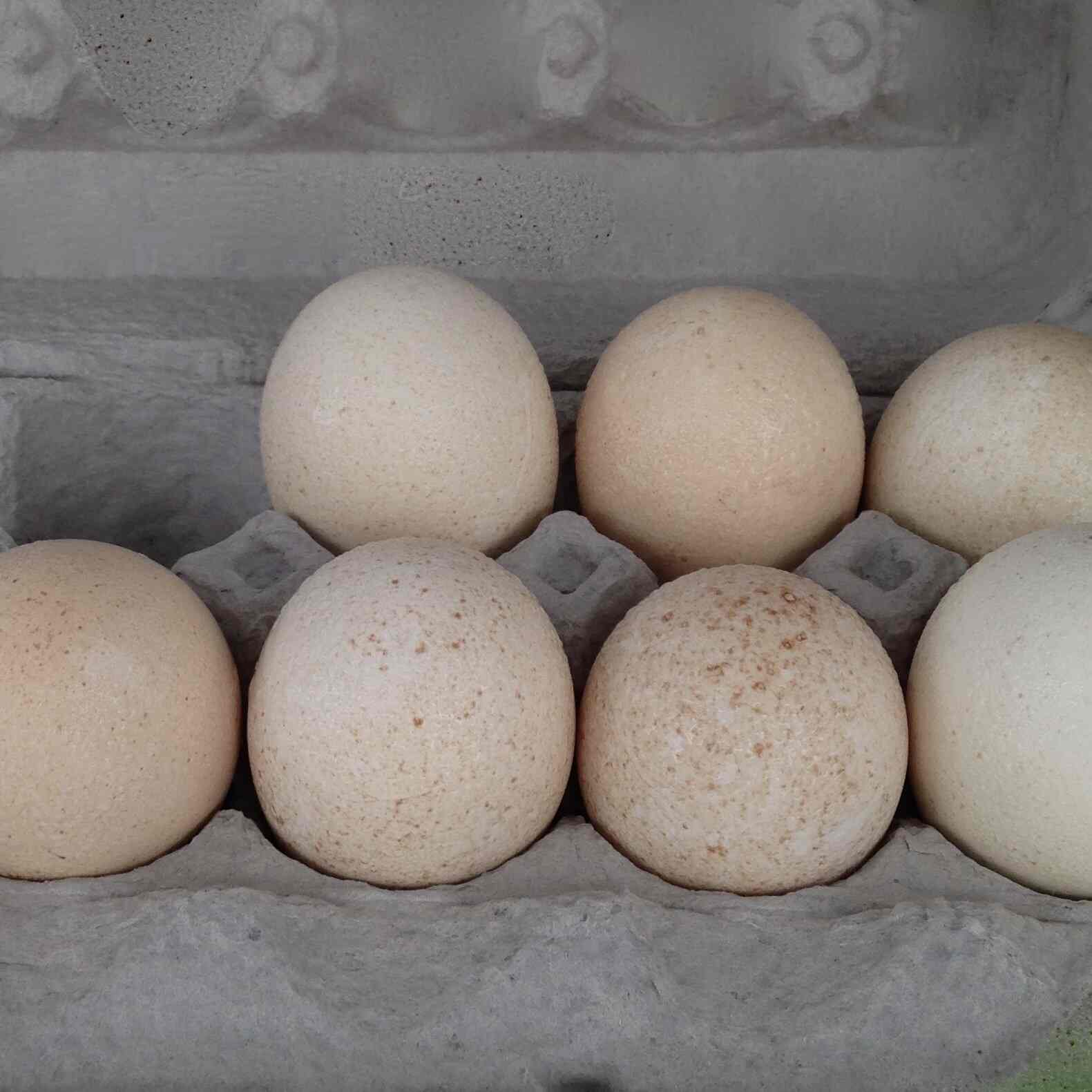 Best Egg Distributors in Bhatinda Justdial