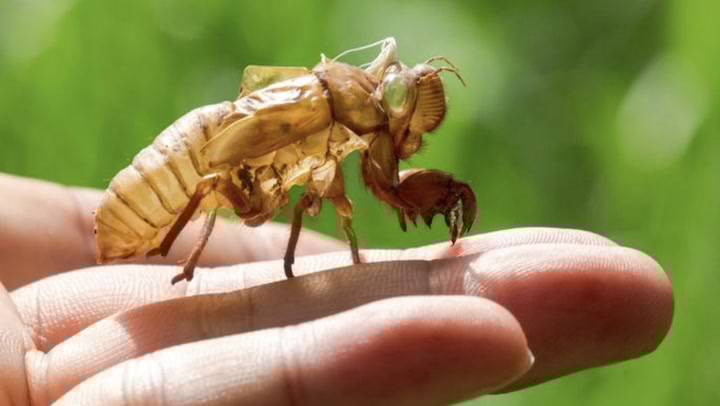 Can Cicadas Damage Trees? How To Get Rid of Cicadas