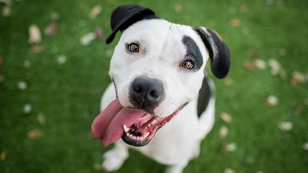 The Secrets to Capturing the Best. Dog. Photos. Ever. Taken. KelbyOne