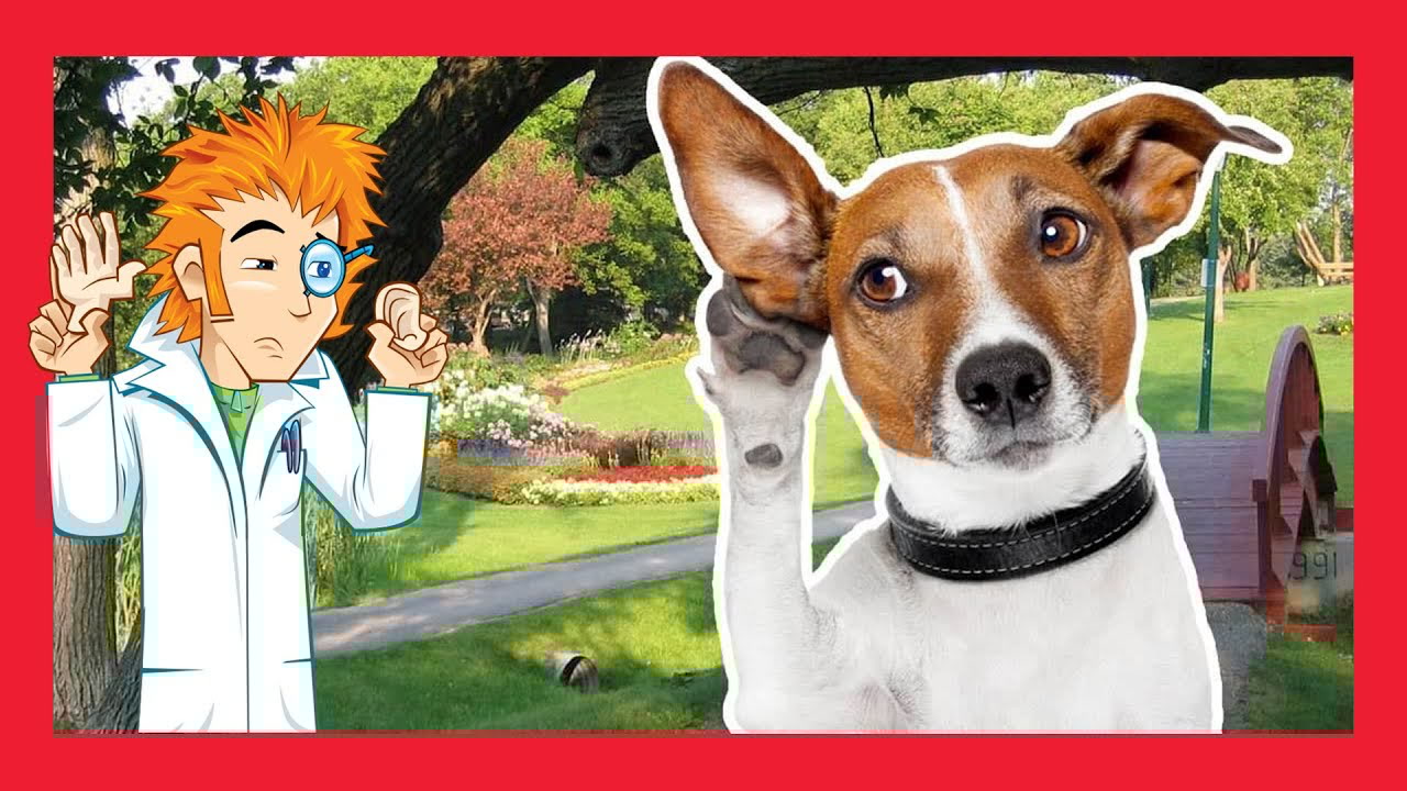 How do different animals hear, and what are ears like on other animals