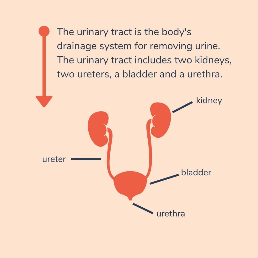 UTIs impact on cervical mucus kegg